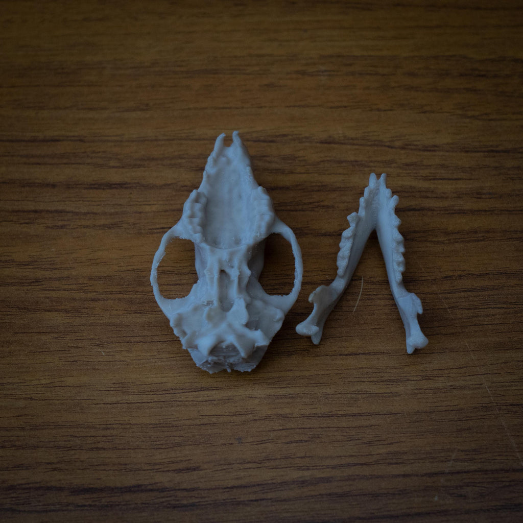 Life-Size Hedgehog Skull Replica – Realistic 3D Printed Bone Model