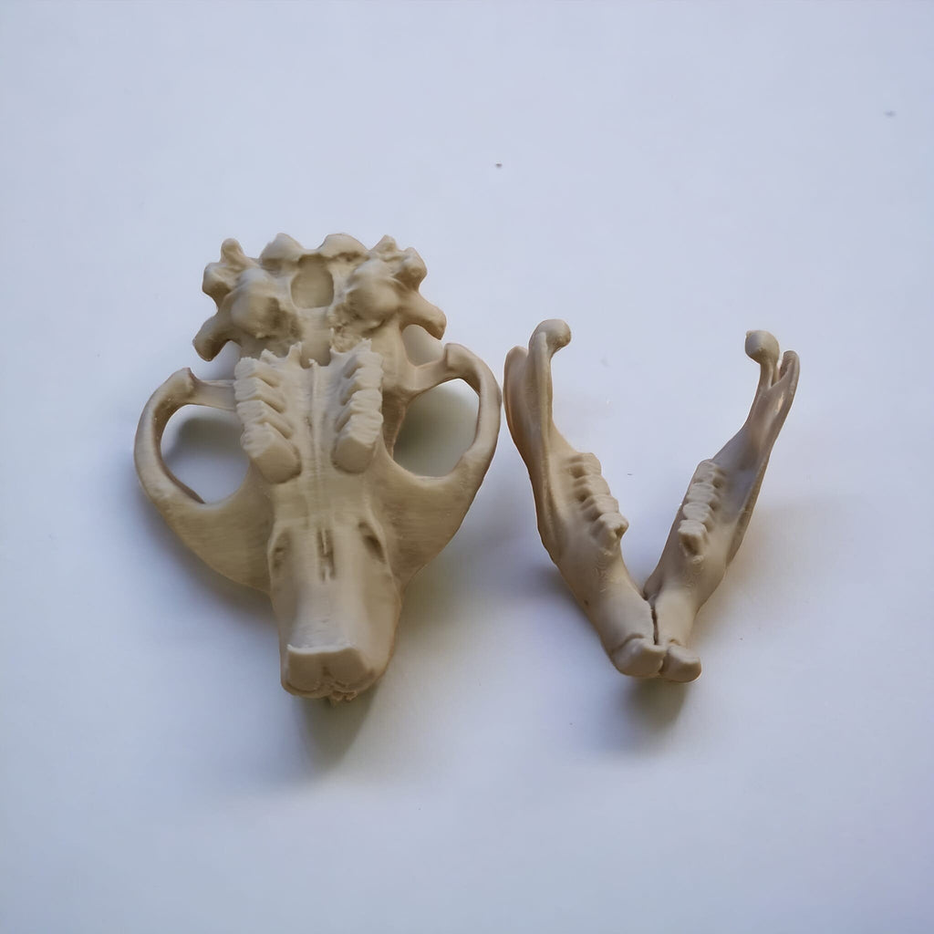 Beaver Skull - Life Size 3D Print