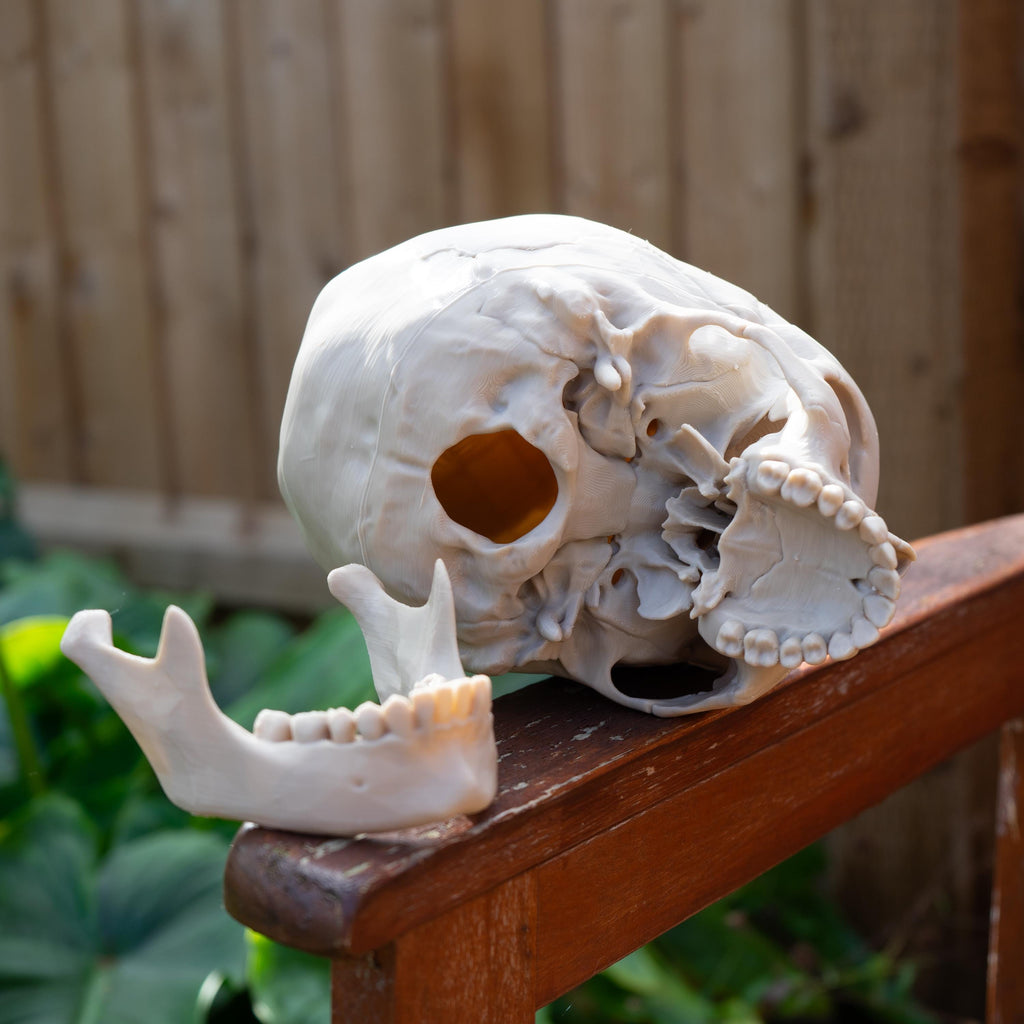 Hominids Skull Bundle - Life Size 3D Print (Human, Gorilla & Chimp)