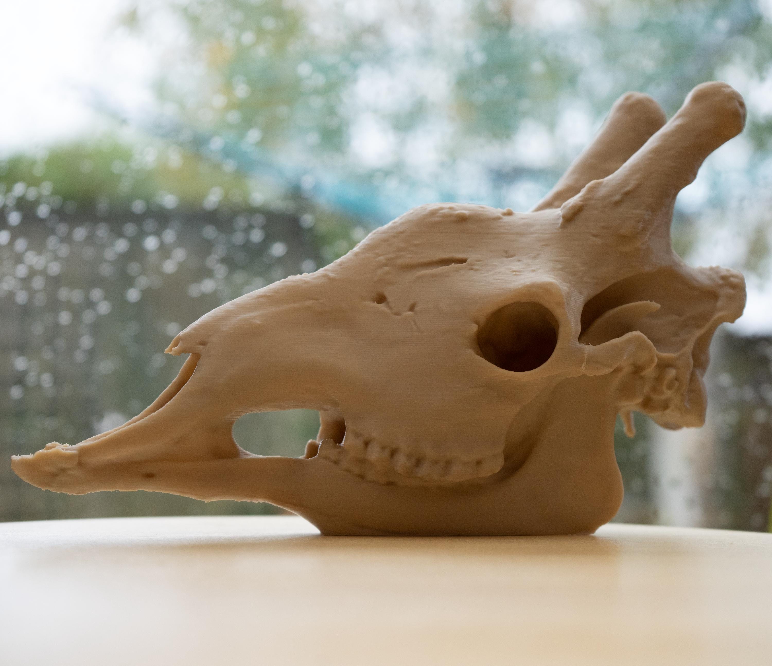 Scaled-Down Giraffe Skull Replica – Realistic 3D Printed Bone Model