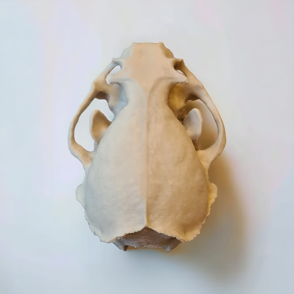 River Otter Skull - Life Size 3D Print