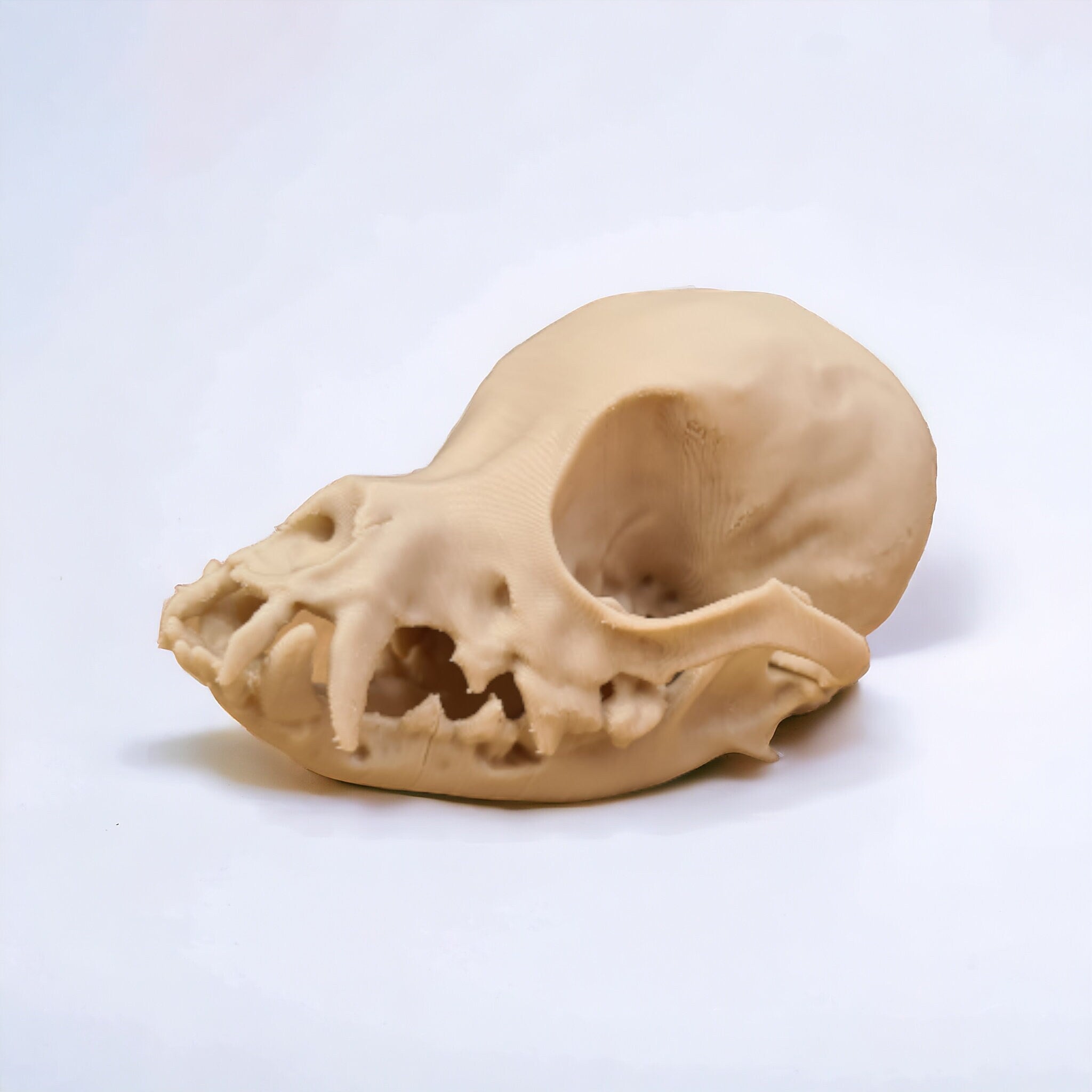 Chihuahua Skull - Life Size 3D Print