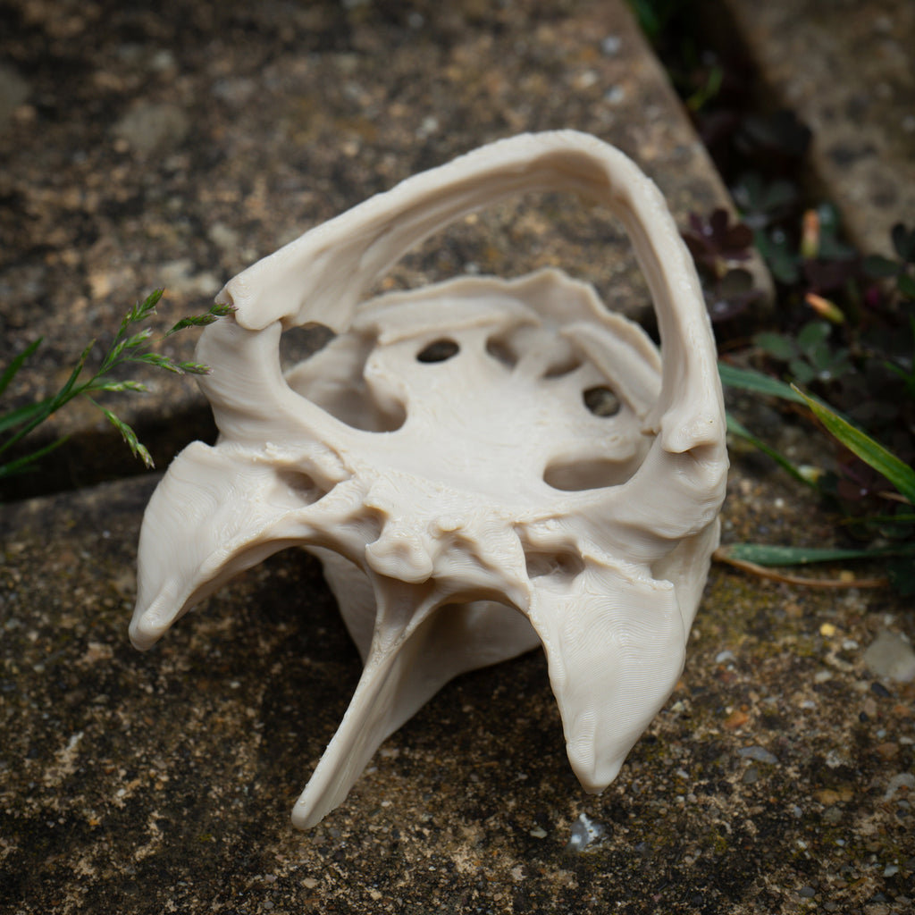 Snapping Turtle Skull - Life Size 3D Print