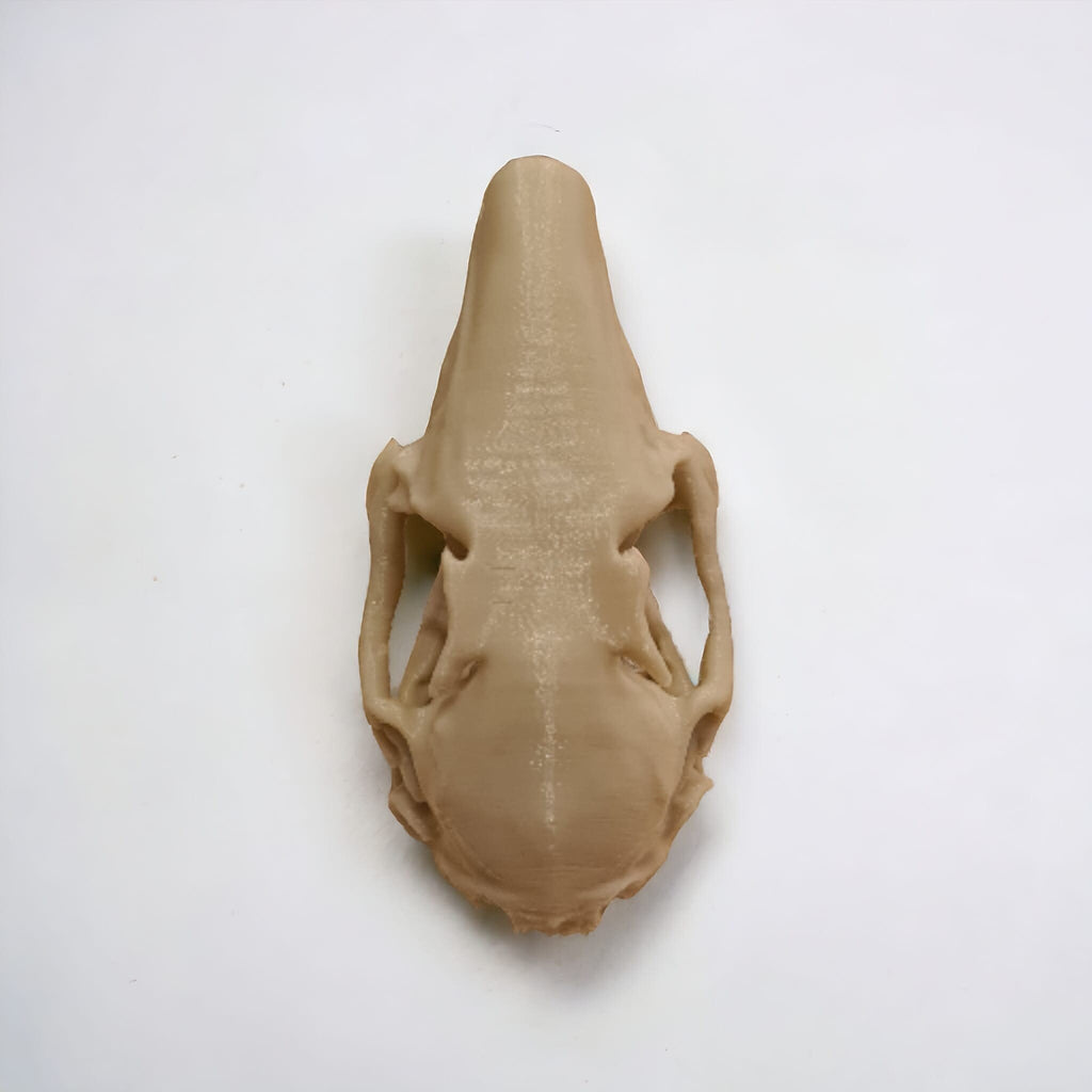 Rabbit Skull - Life Size 3D Print