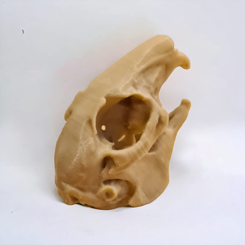 Rabbit Skull - Life Size 3D Print