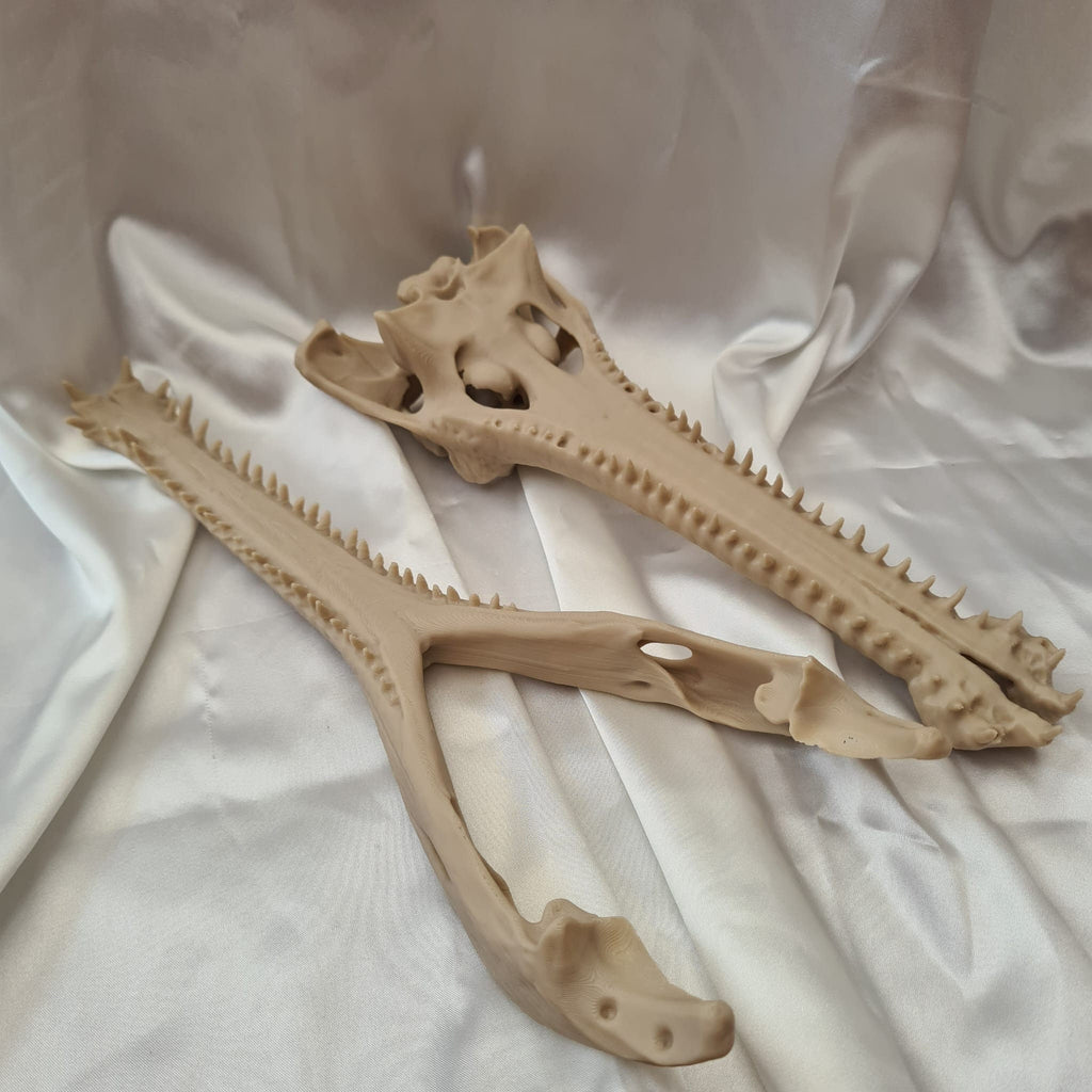 Gharial Skull - 3D Print
