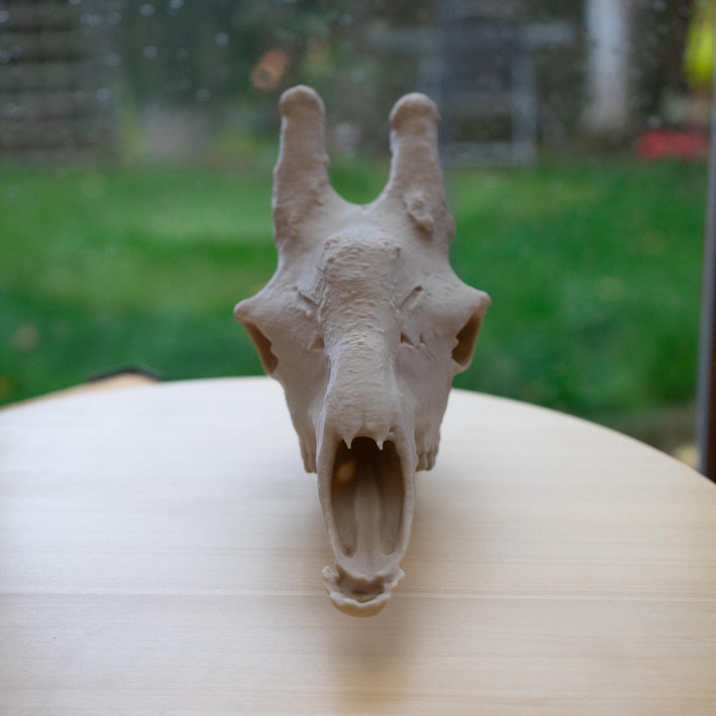 Scaled-Down Giraffe Skull Replica – Realistic 3D Printed Bone Model