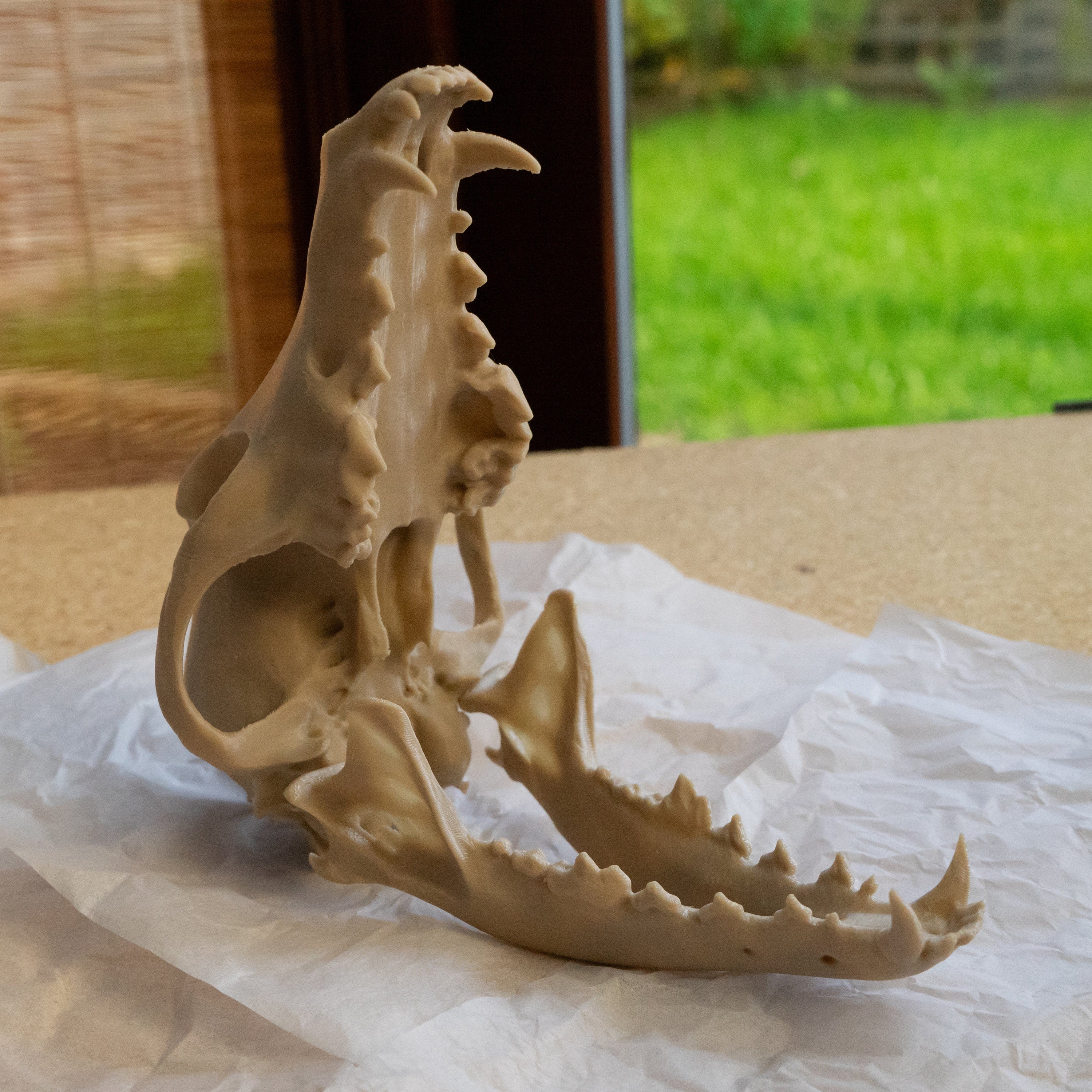 Coyote Skull - Life Size 3D Print