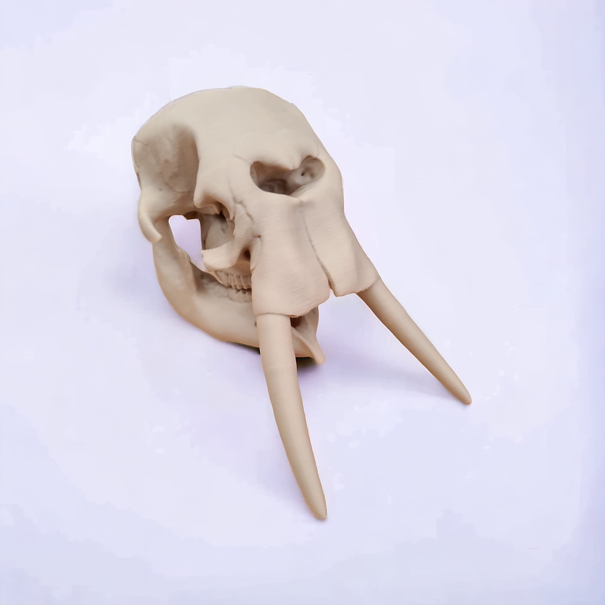 Elephant Skull - 3D Print