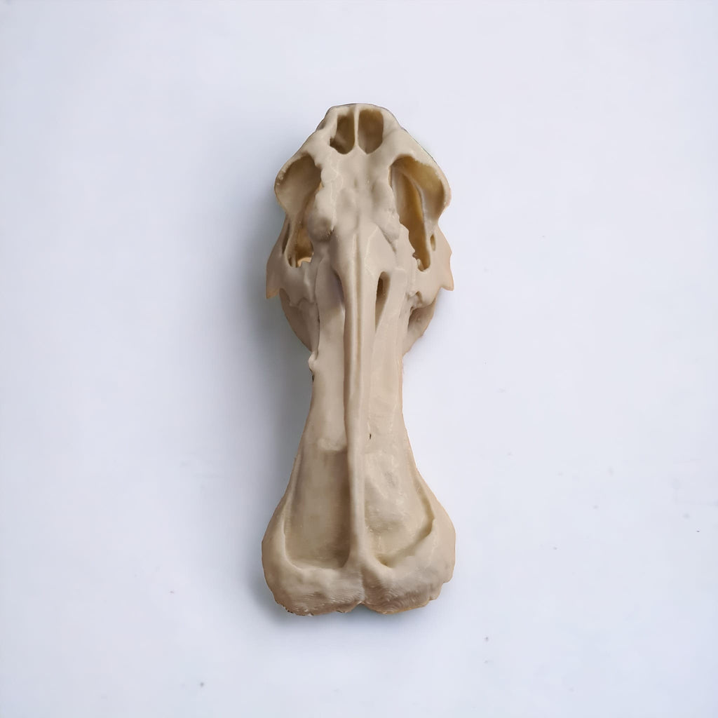 Edmontosaurus Dinosaur skull - 3D Print