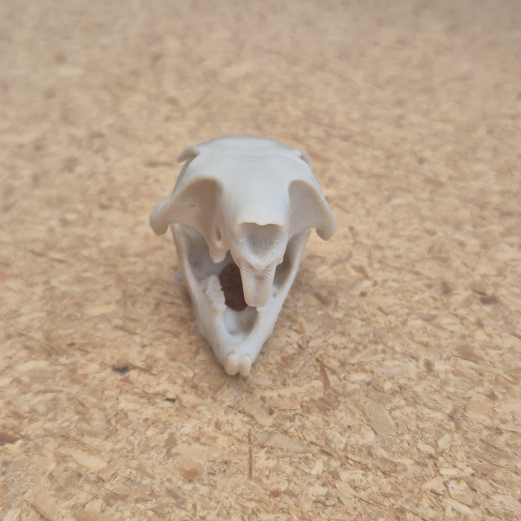 Squirrel Skull - Life Size 3D Print