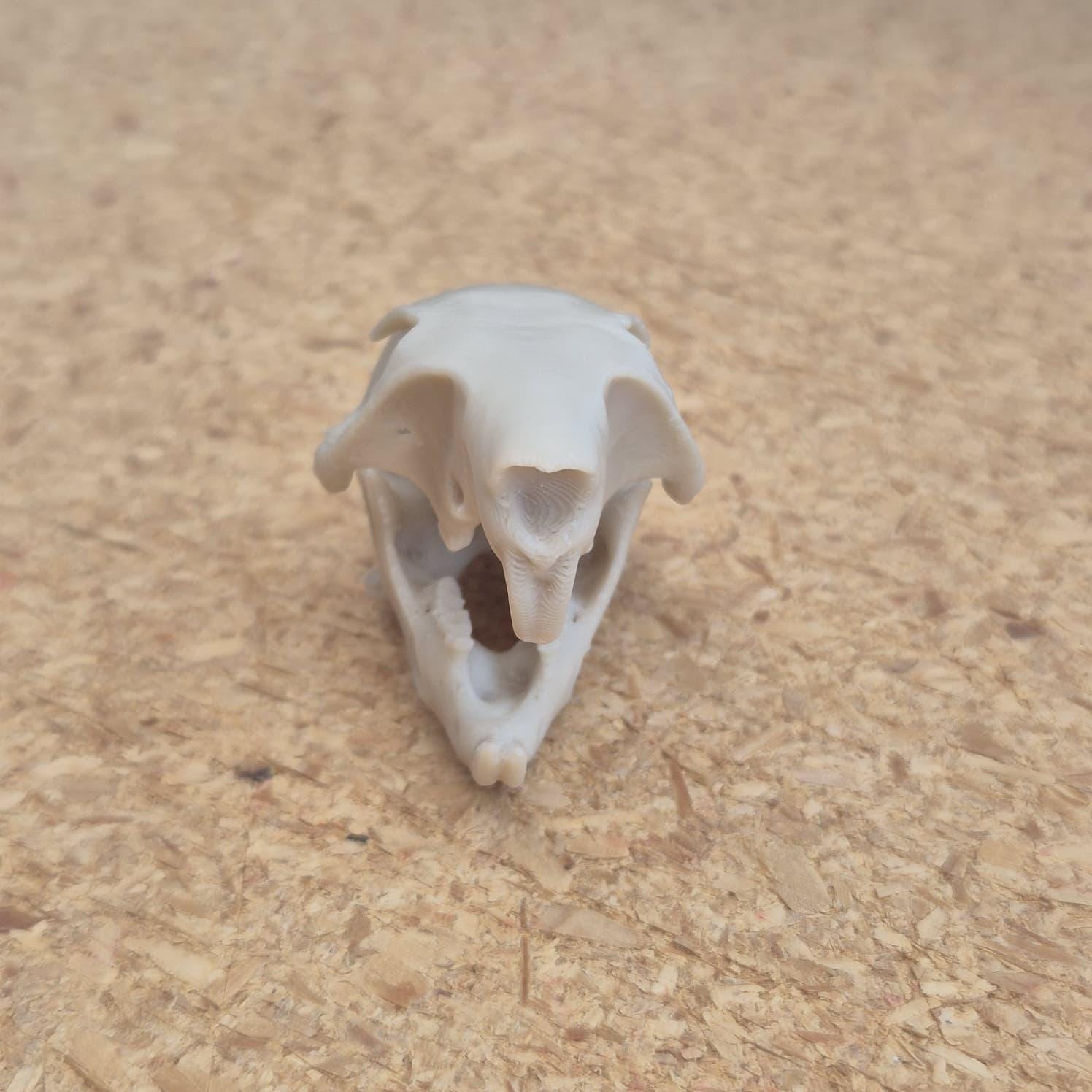 Squirrel Skull - Life Size 3D Print
