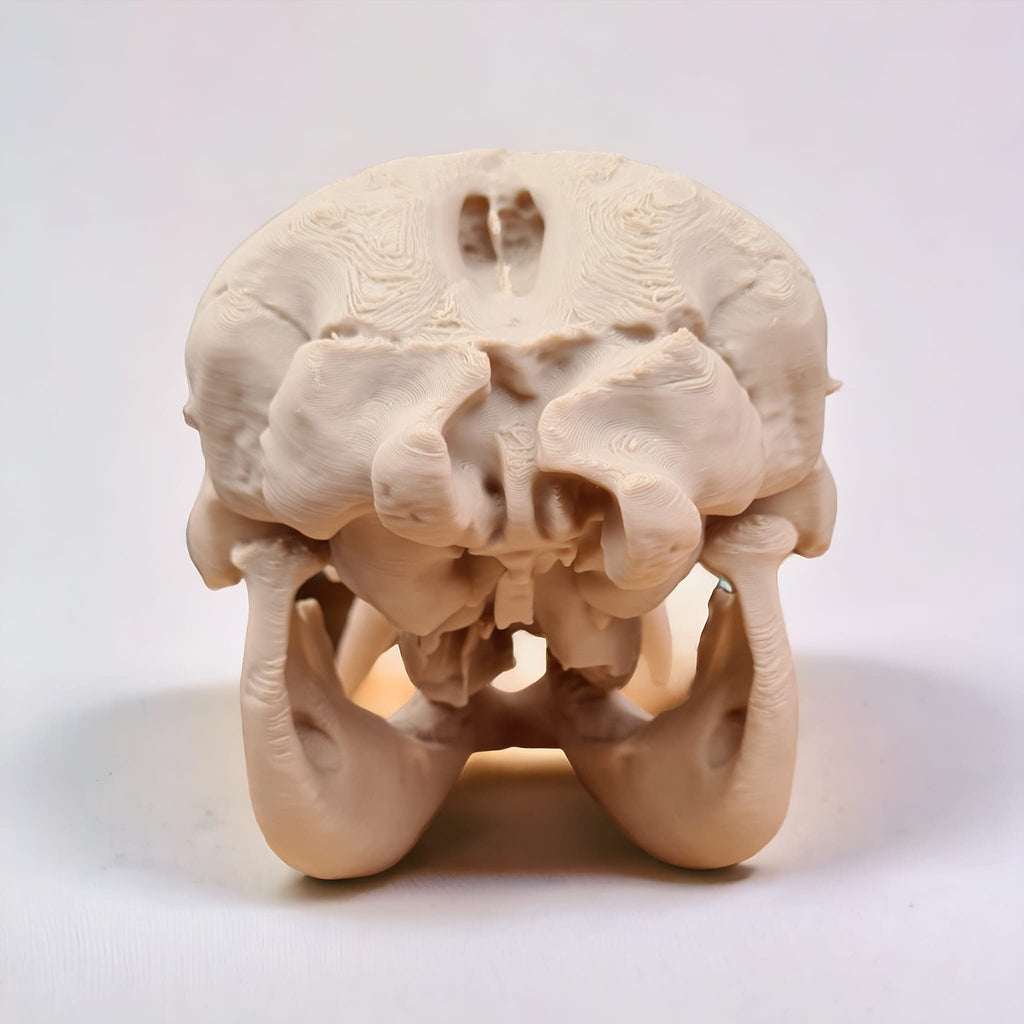 Elephant Skull - 3D Print