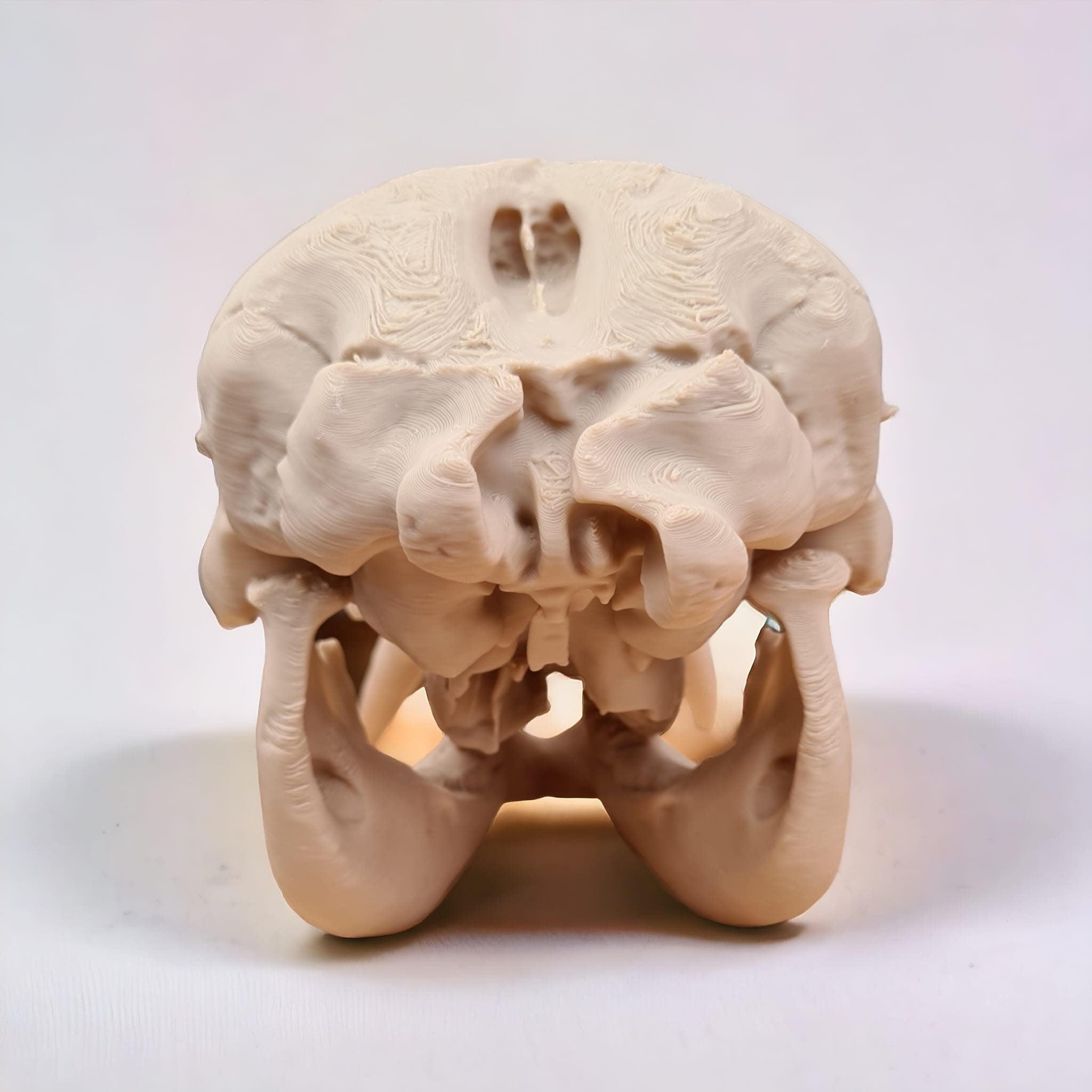 Elephant Skull - 3D Print