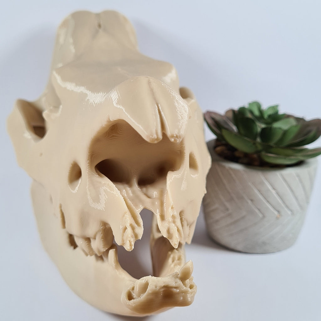 Rhinoceros Skull - 3D Print