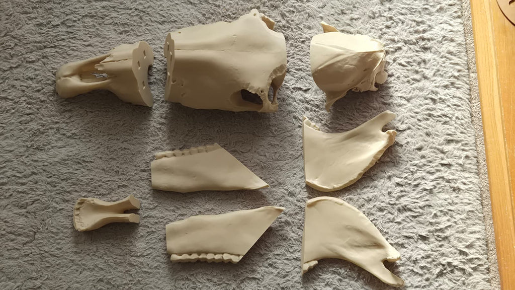 Life-Size Horse Skull Replica KIT – Realistic 3D Printed Anatomical Model