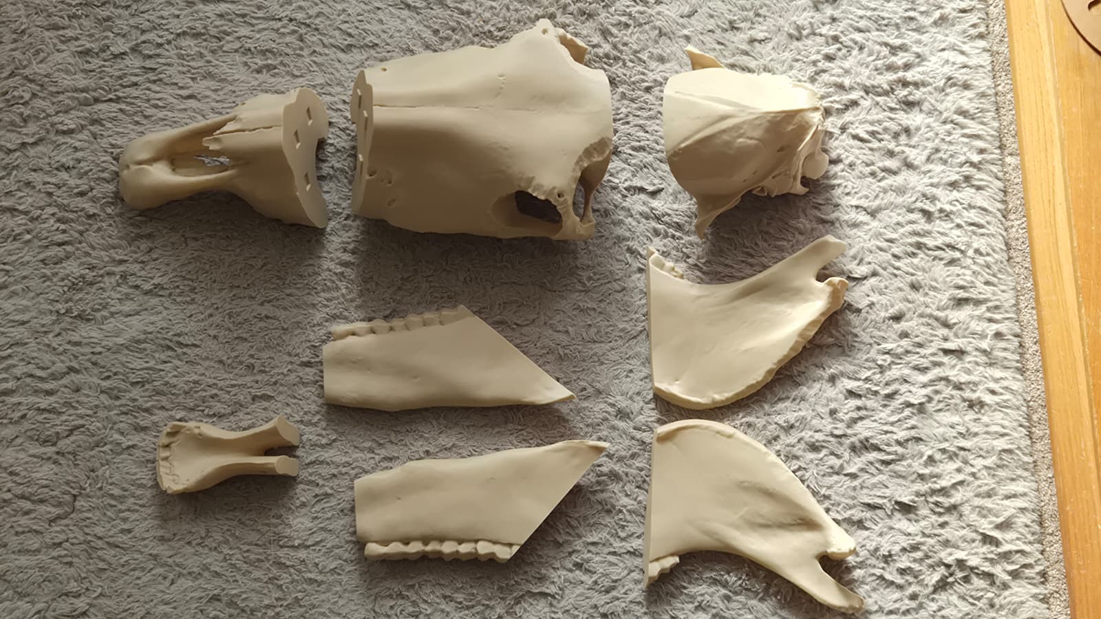 Life-Size Horse Skull Replica KIT – Realistic 3D Printed Anatomical Model