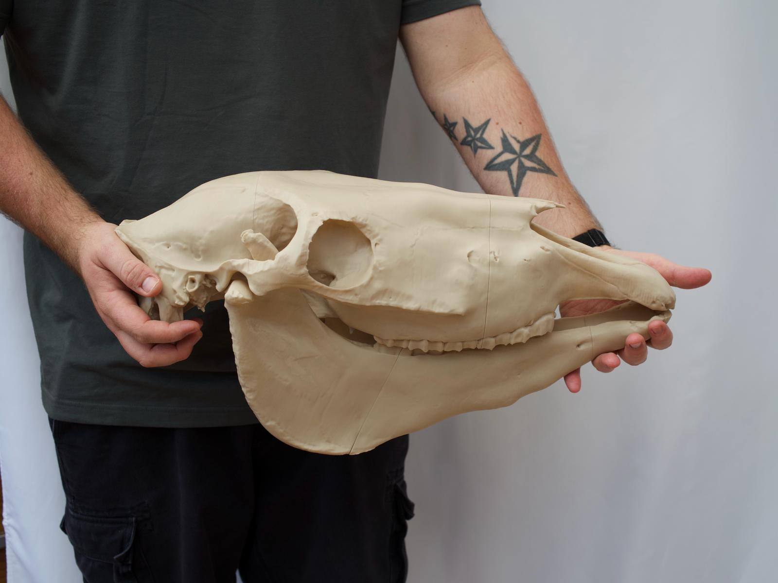 Life-Size Horse Skull Replica KIT – Realistic 3D Printed Anatomical Model