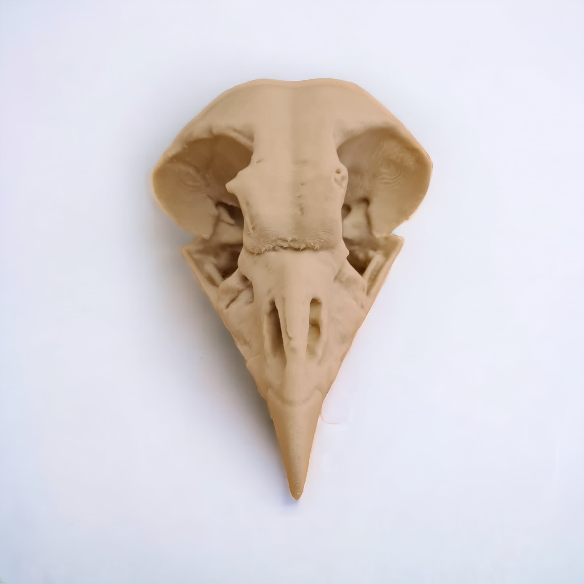 King Vulture Skull - Life Size 3D Print