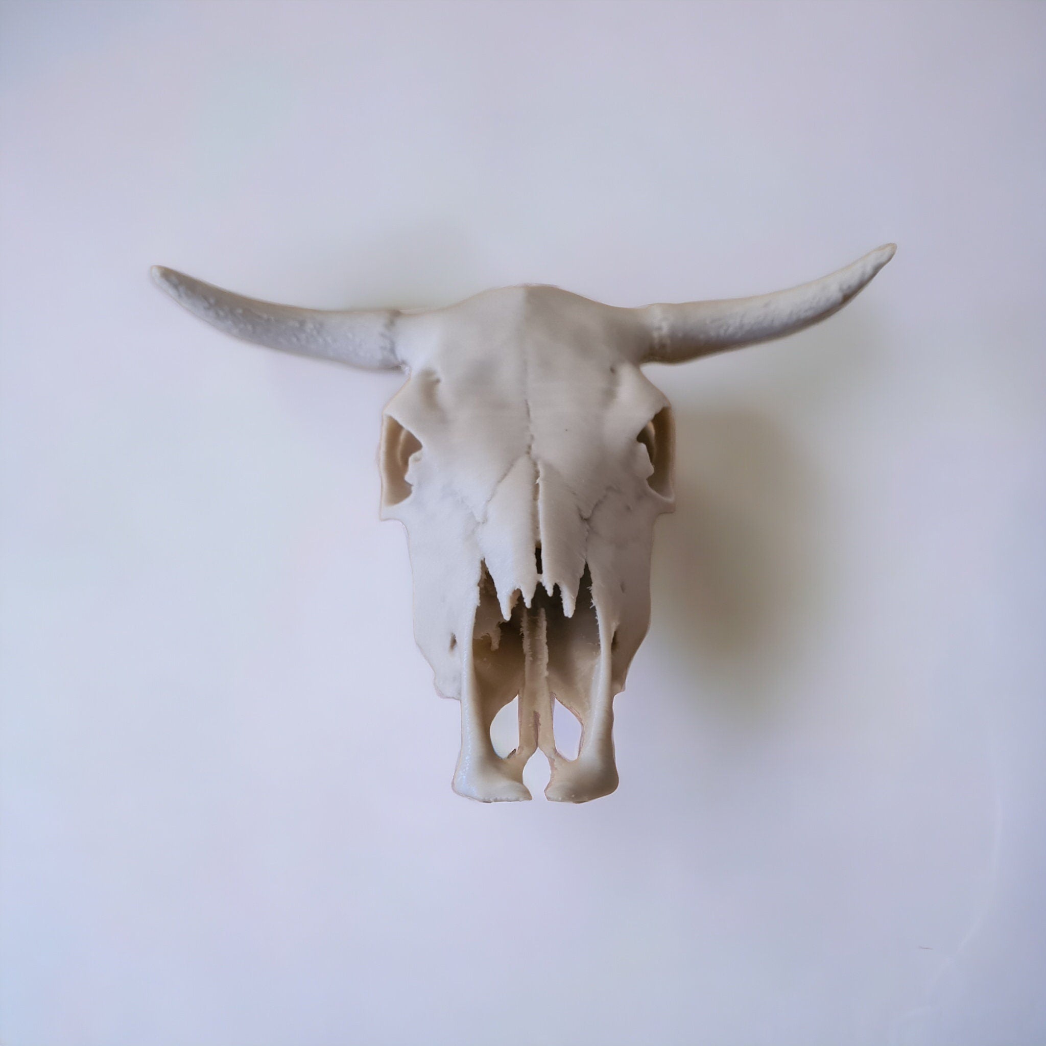Cow Skull - 3D Print