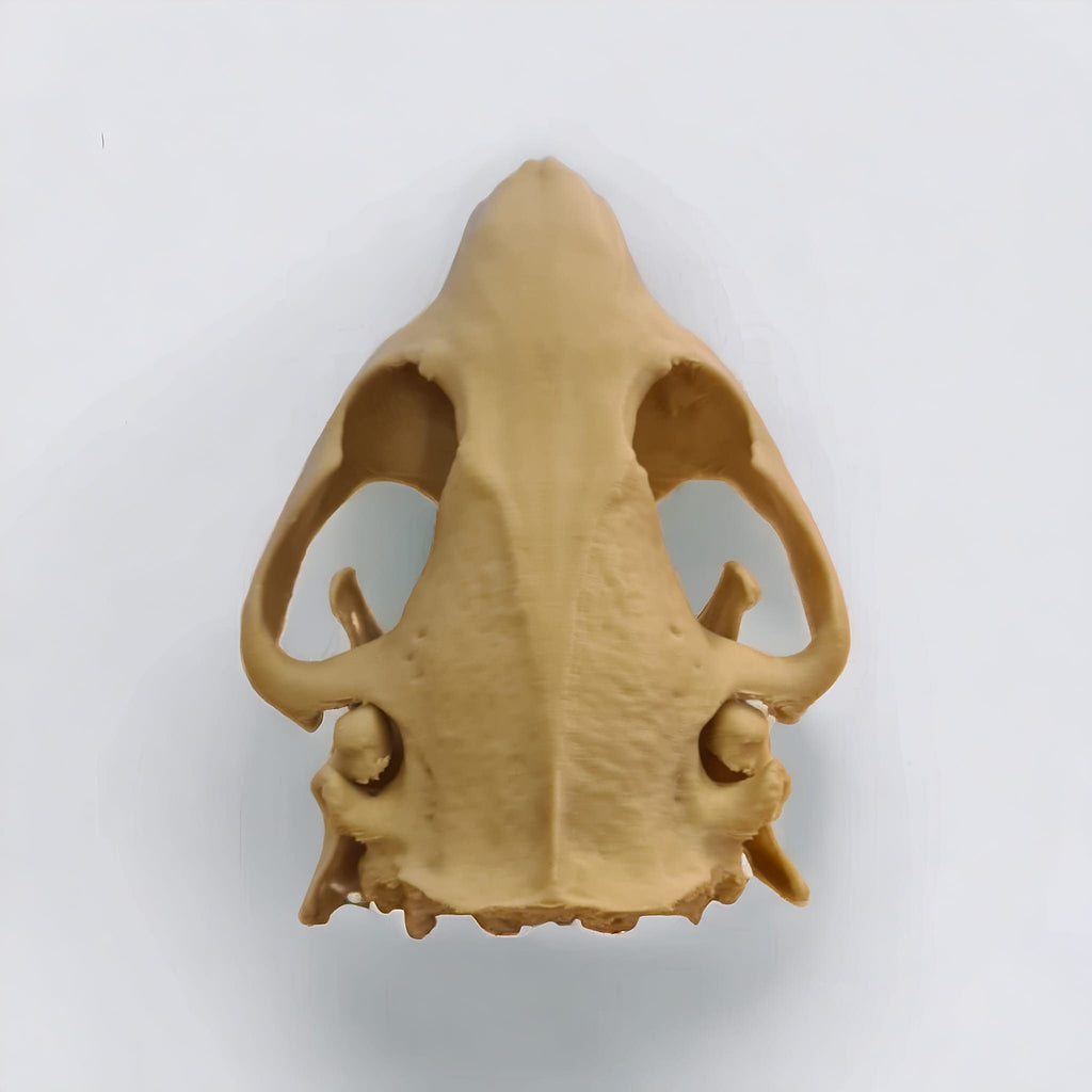 Beaver Skull - Life Size 3D Print