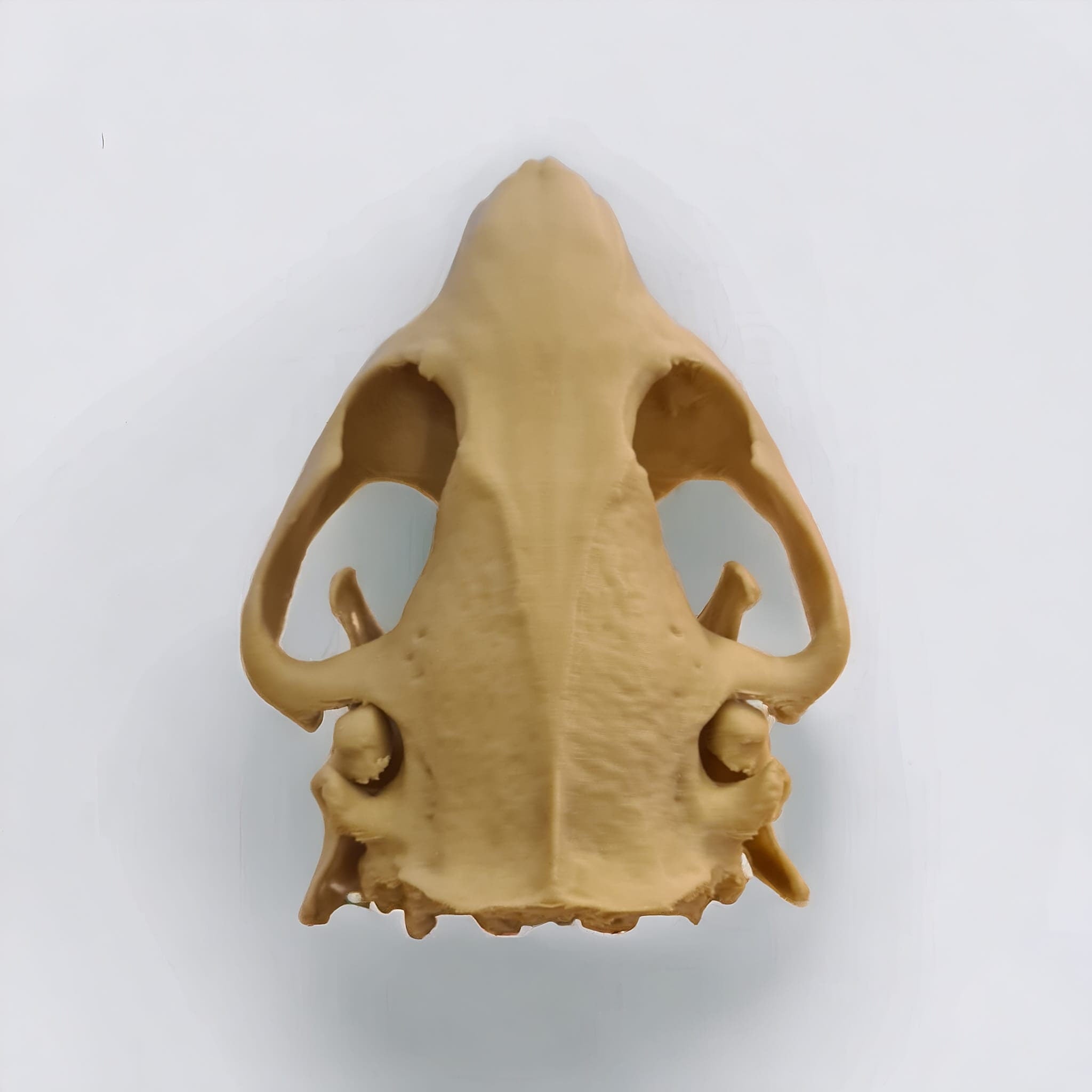 Beaver Skull - Life Size 3D Print