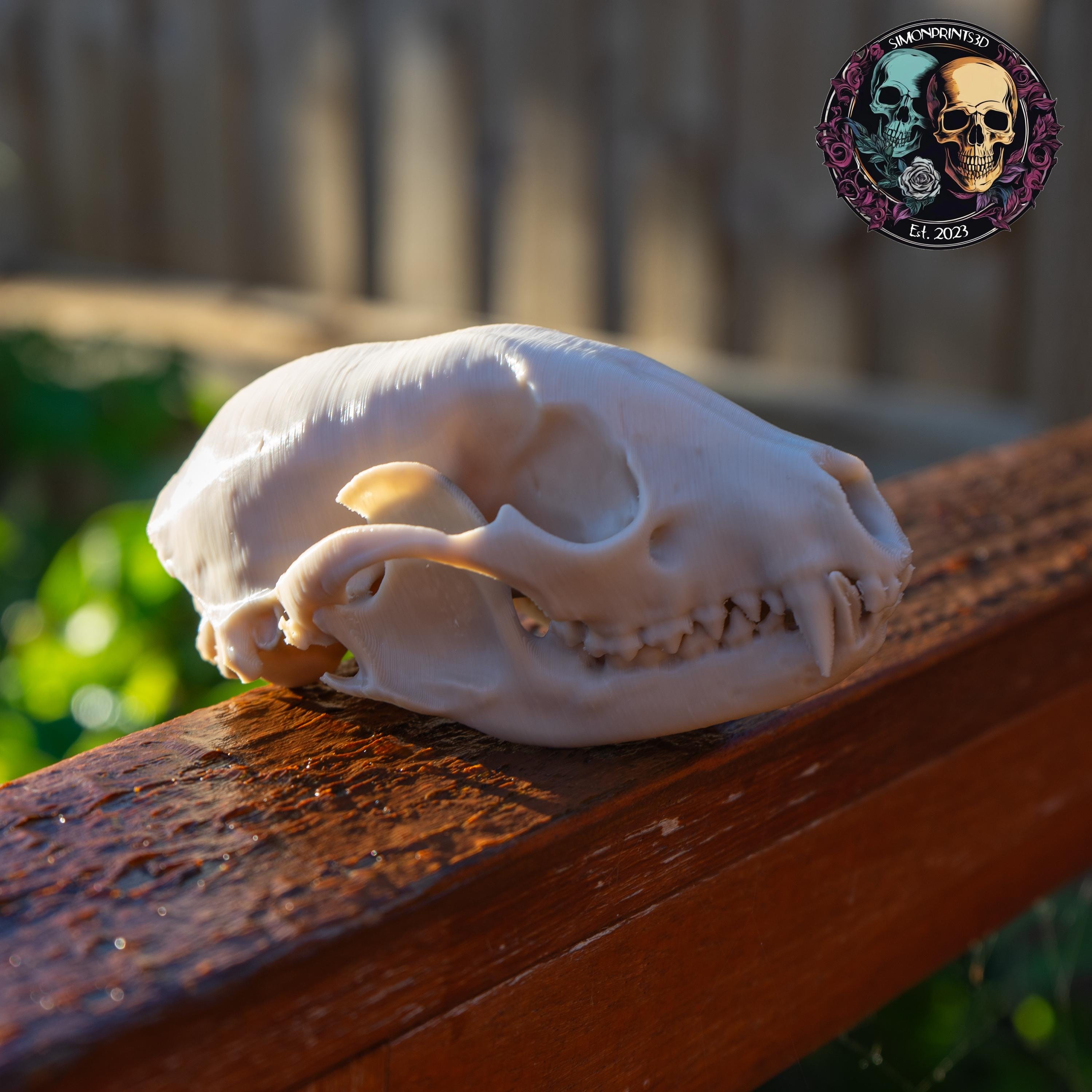 Raccoon Skull - Life Size 3D Print