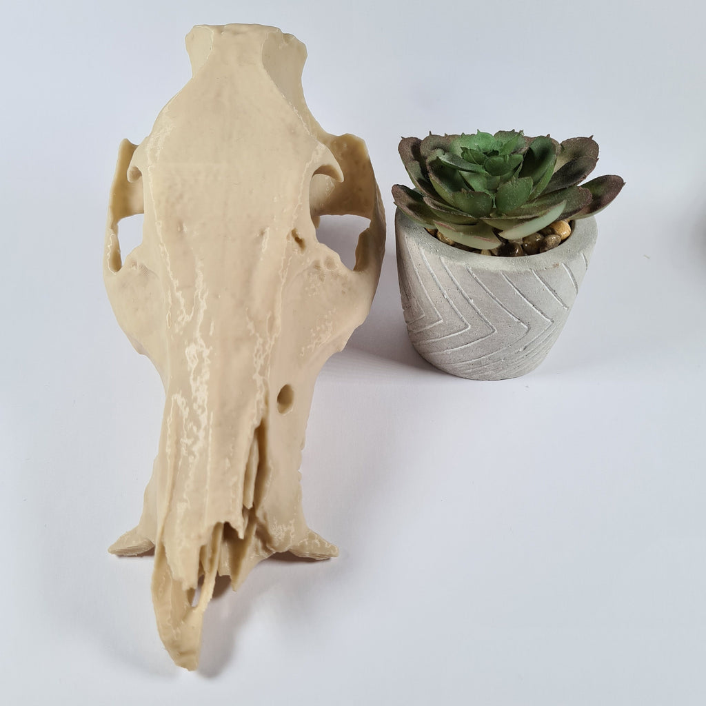 Boar Skull - Life Size 3D Print