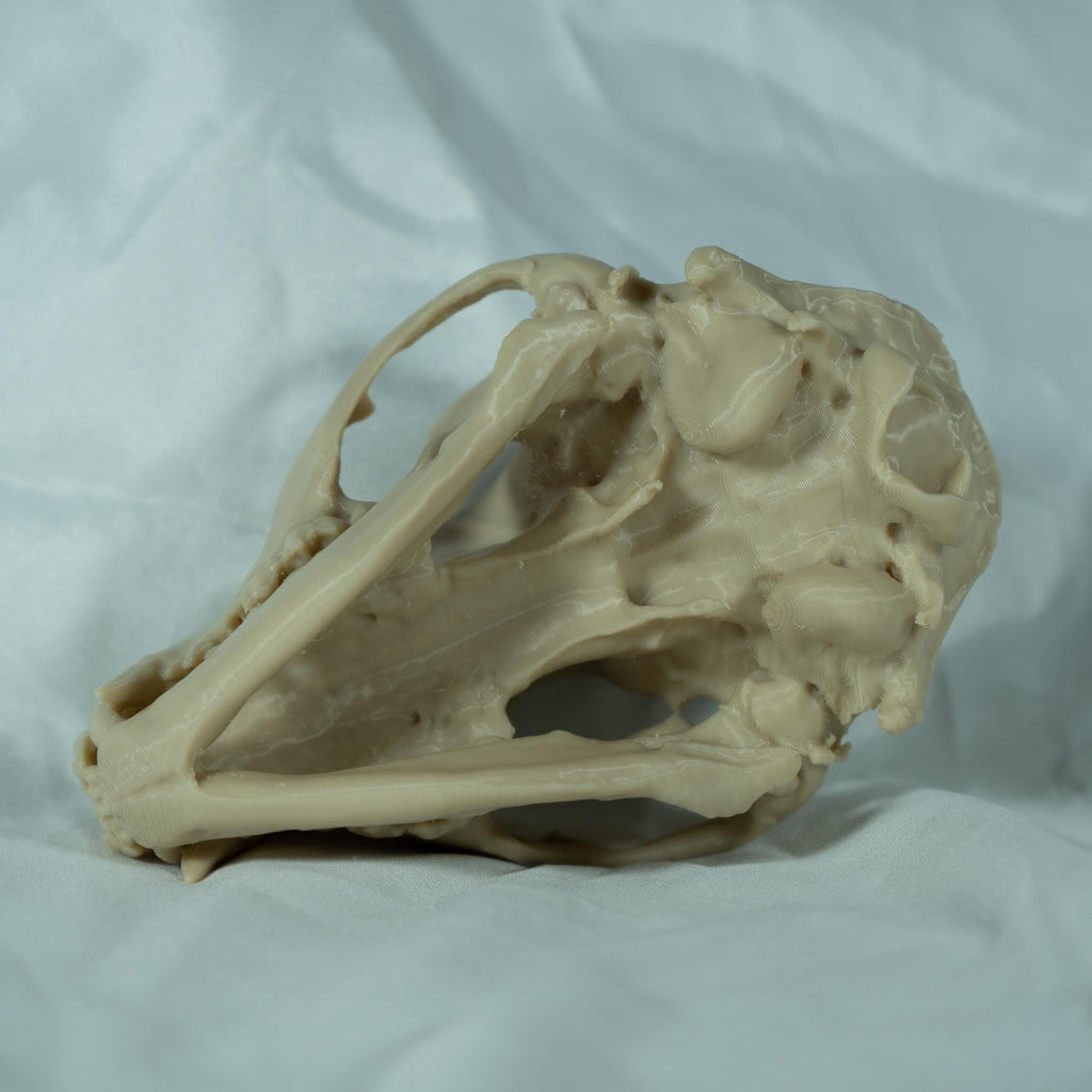 Raccoon Skull - Life Size 3D Print