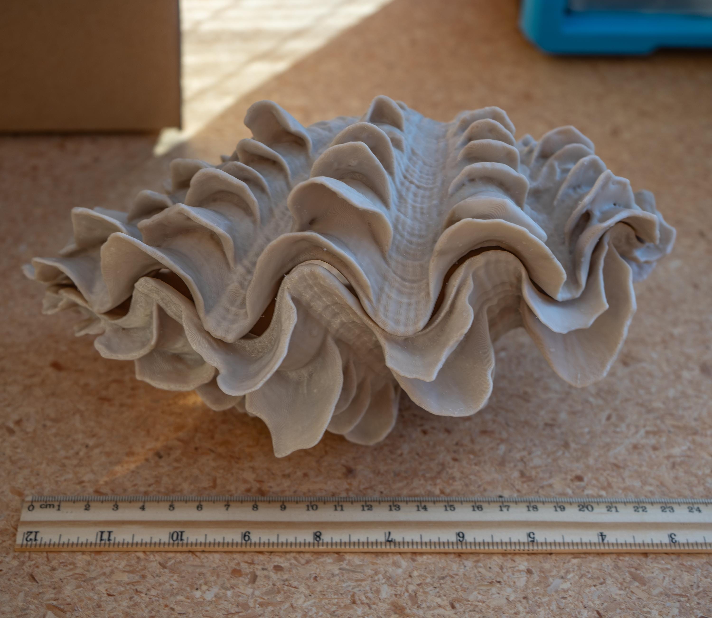 Giant Clam - 3D Print