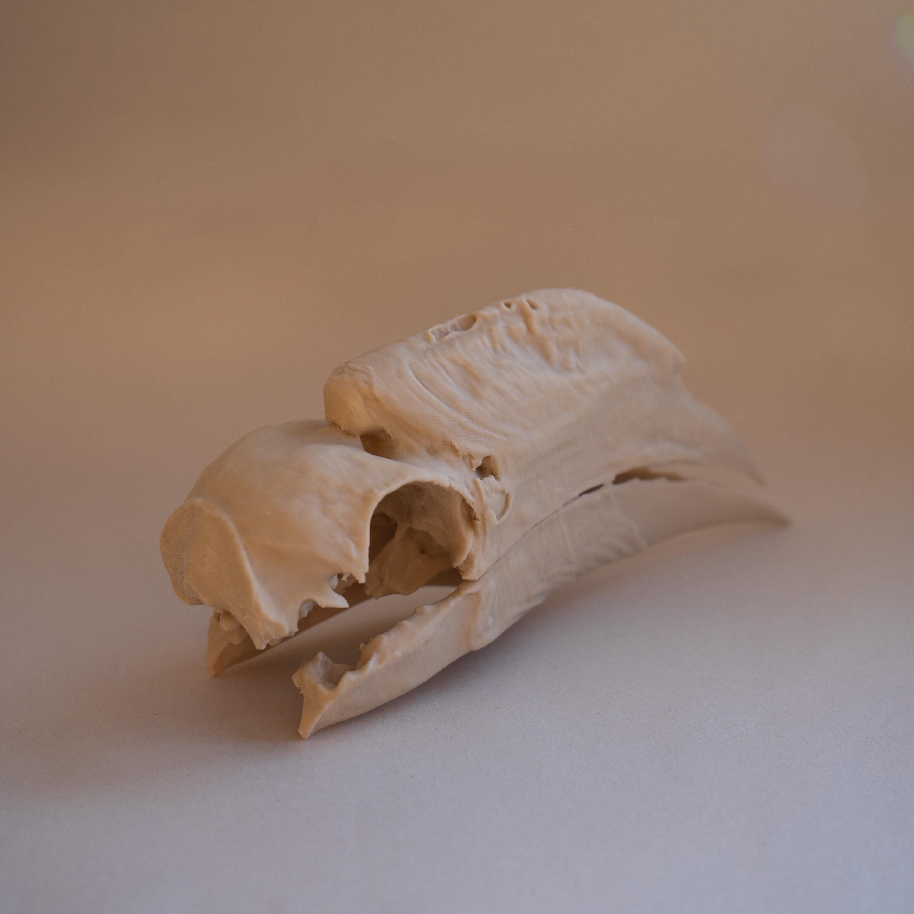 White-Thighed Hornbill Skull - Life Size 3D Print