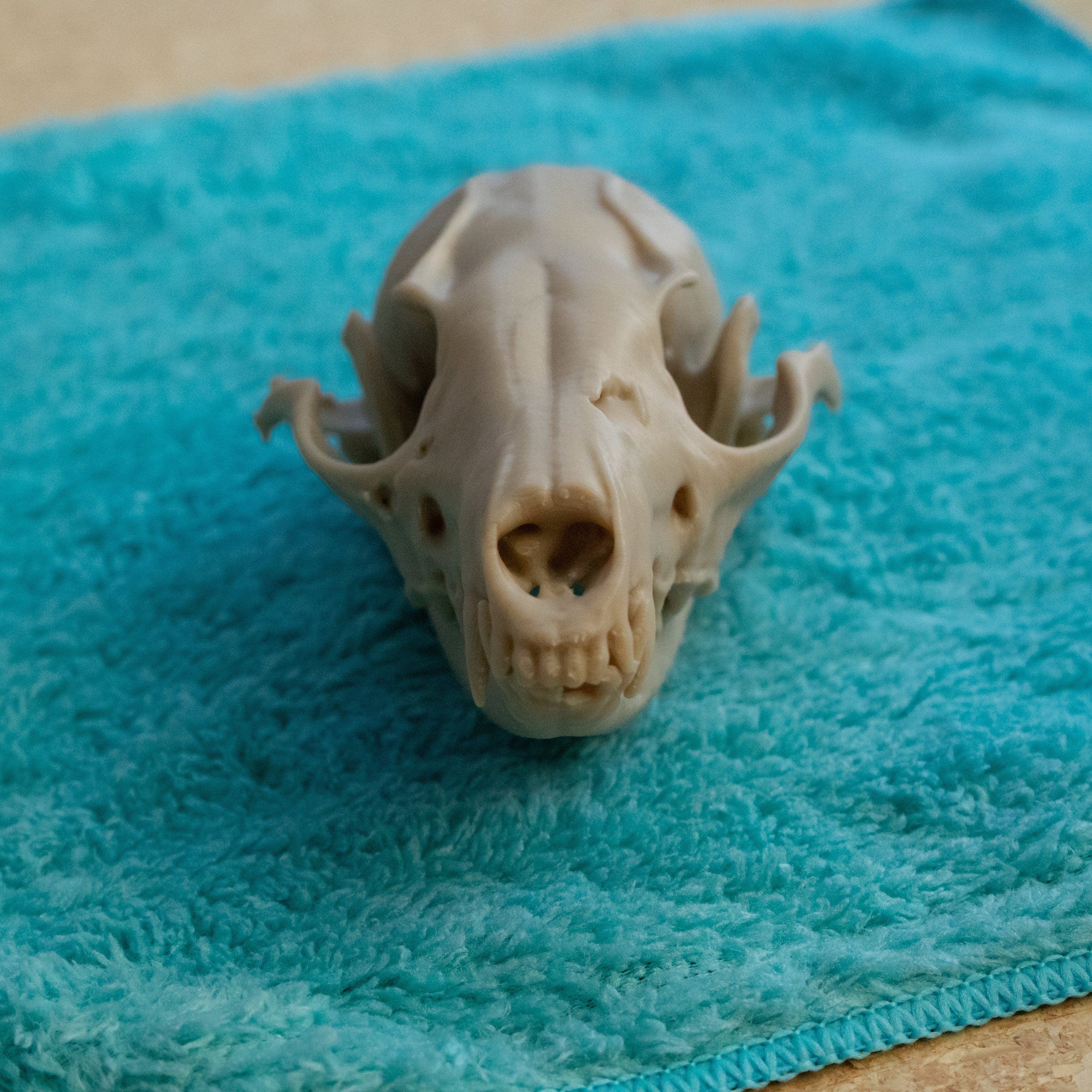 Grey Fox Skull - Life Size 3D Print