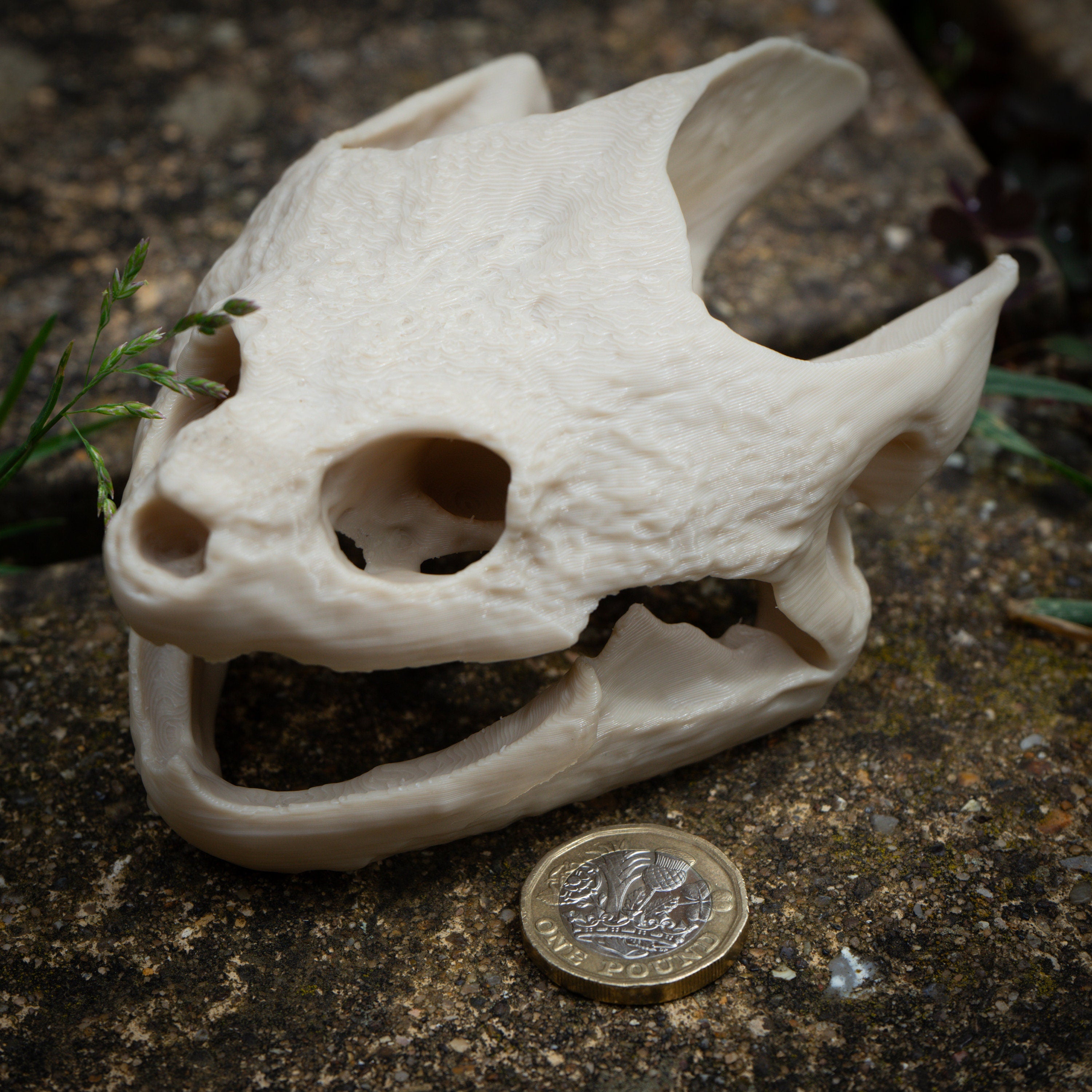 Snapping Turtle Skull - Life Size 3D Print