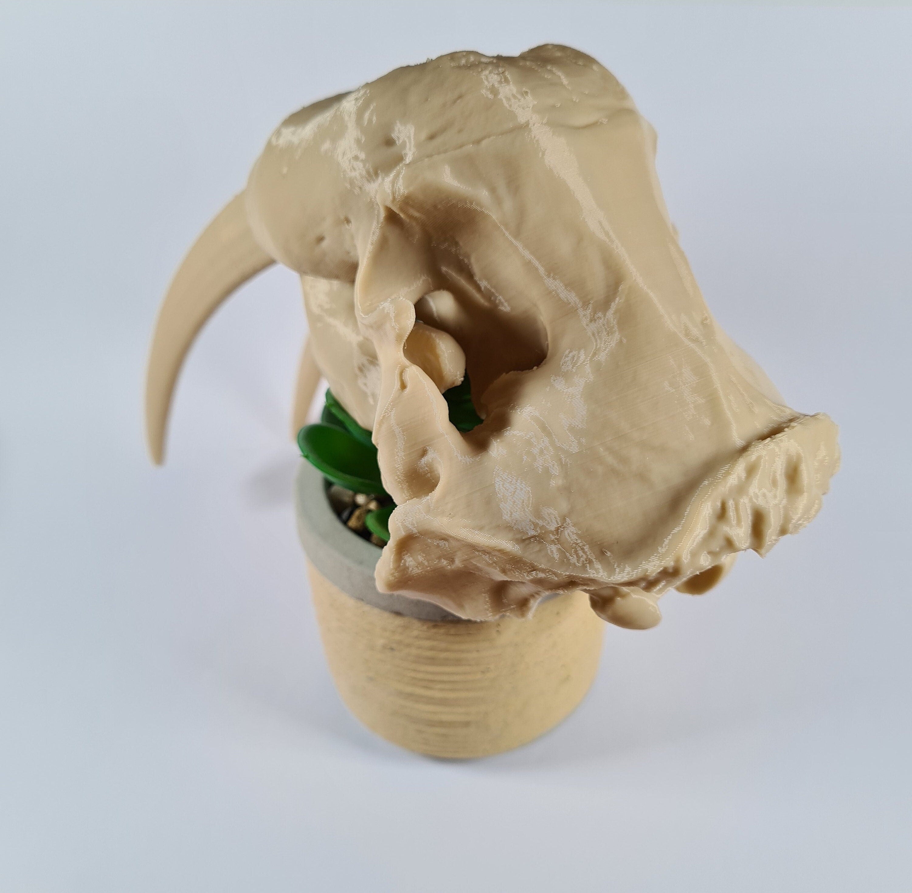 Walrus Skull - 3D Print