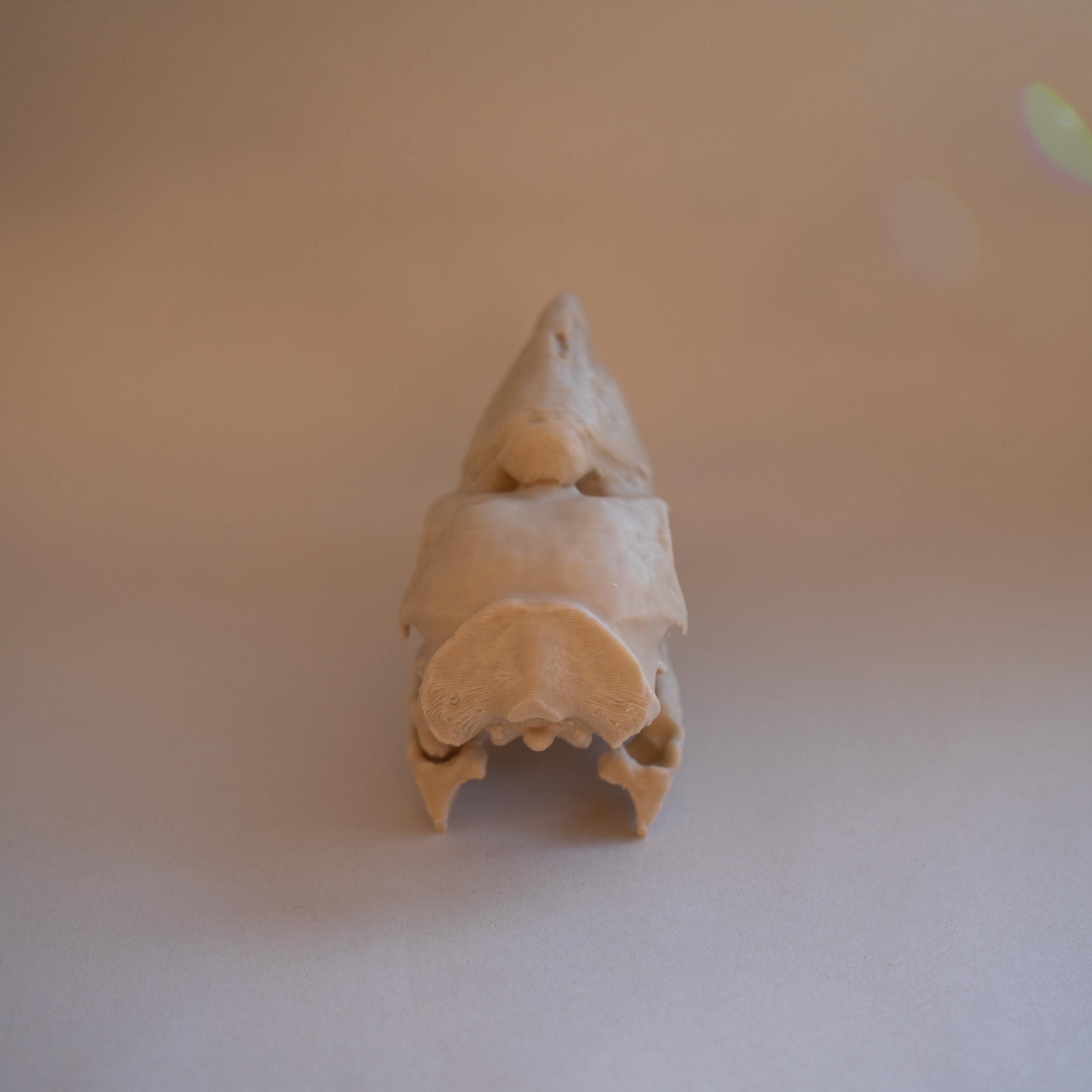 White-Thighed Hornbill Skull - Life Size 3D Print