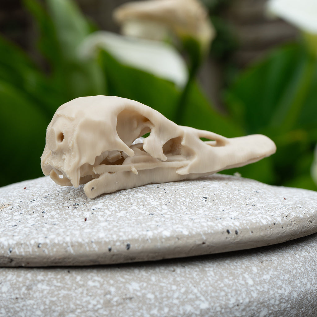 Duck Skull - Life Size 3D Print