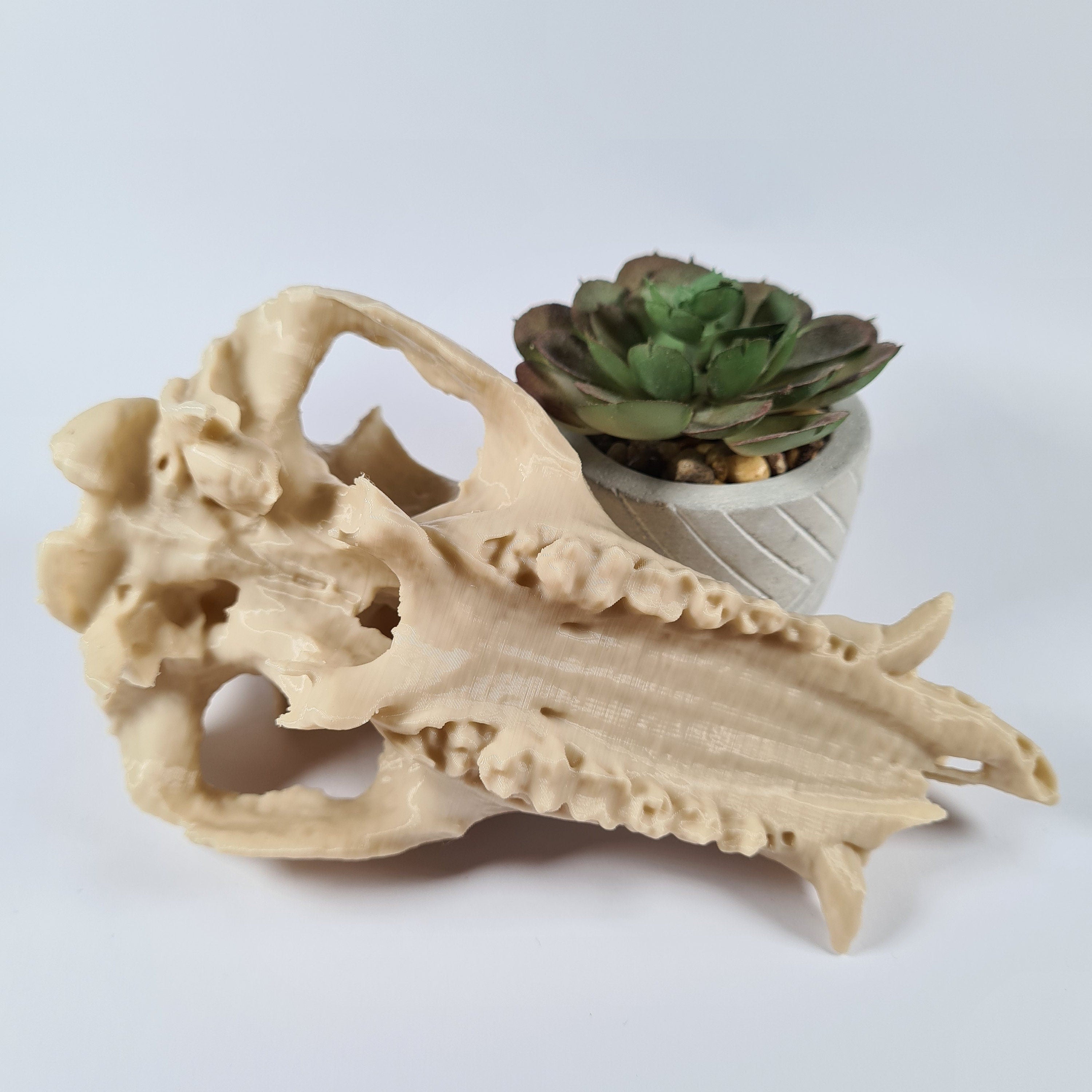Boar Skull - Life Size 3D Print