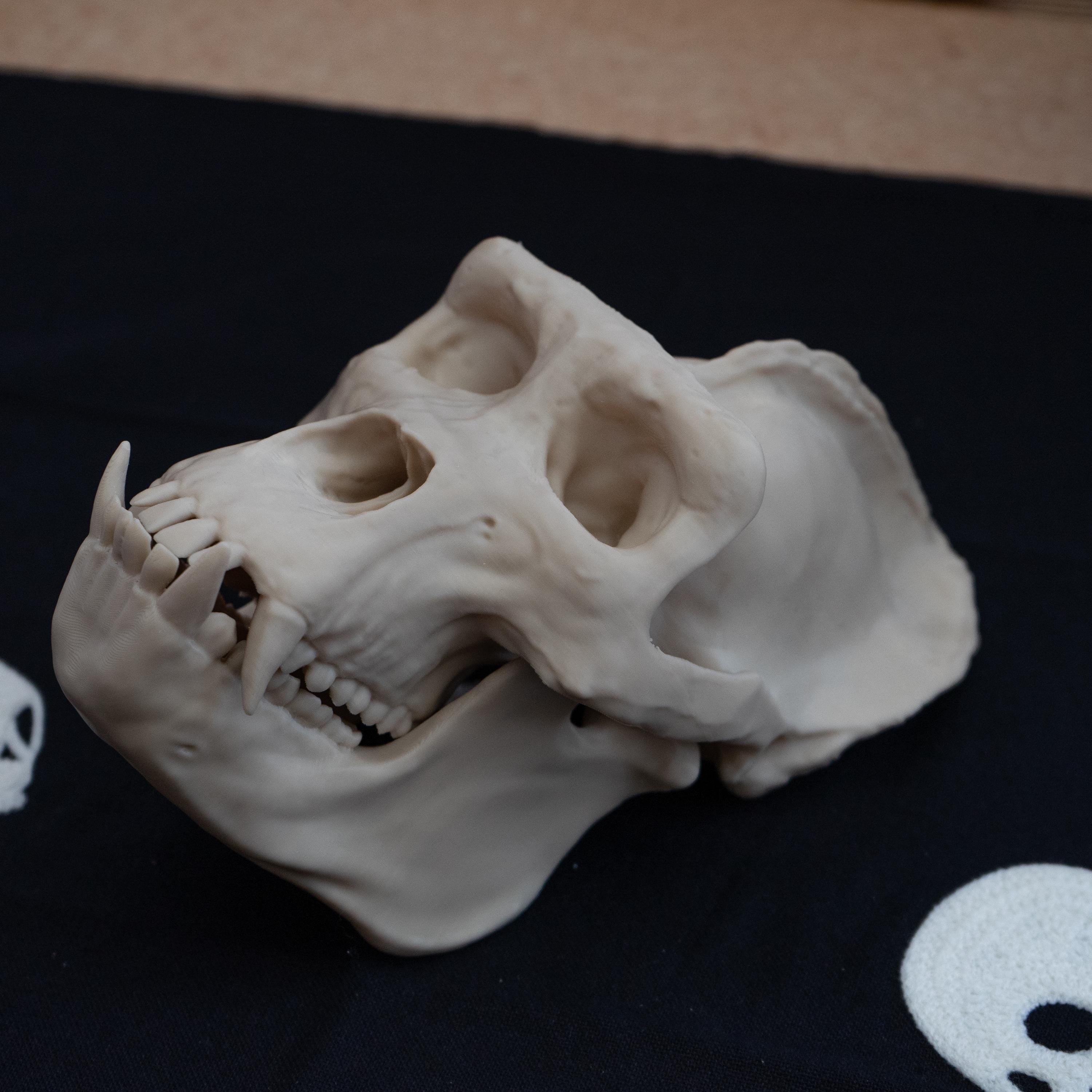 Hominids Skull Bundle - Life Size 3D Print (Human, Gorilla & Chimp)