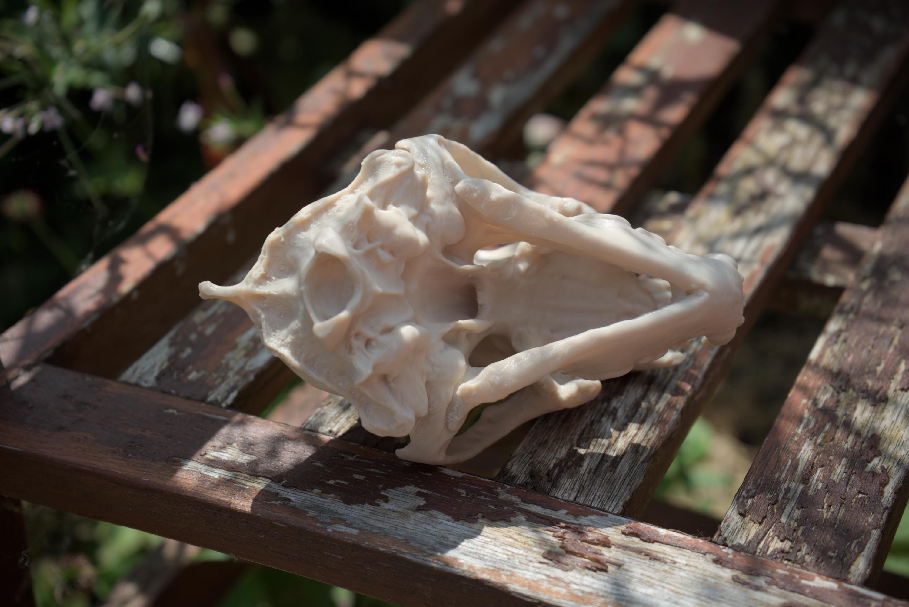 Life-Size Wolverine Skull Replica – Realistic 3D Printed Bone Model