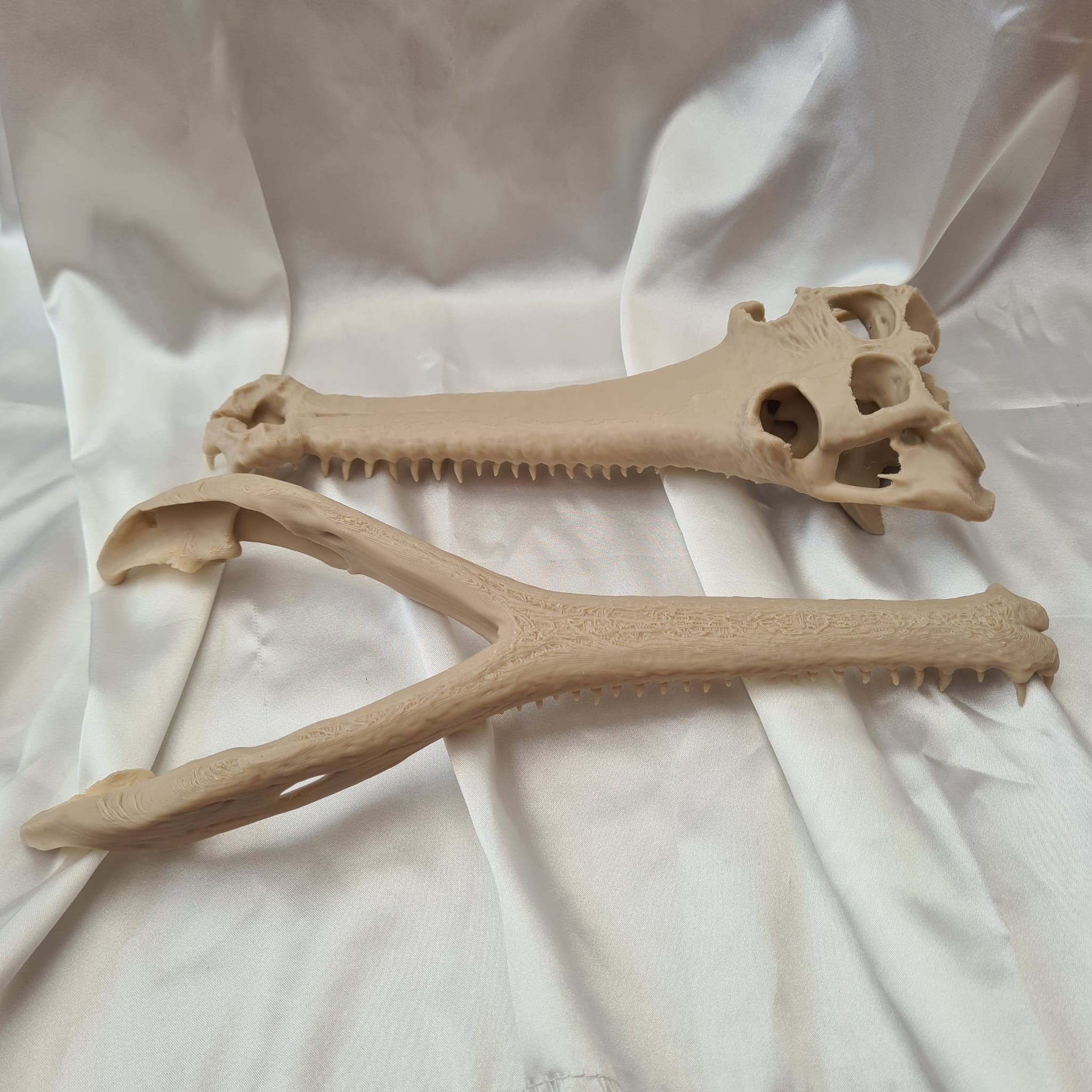 Gharial Skull - 3D Print