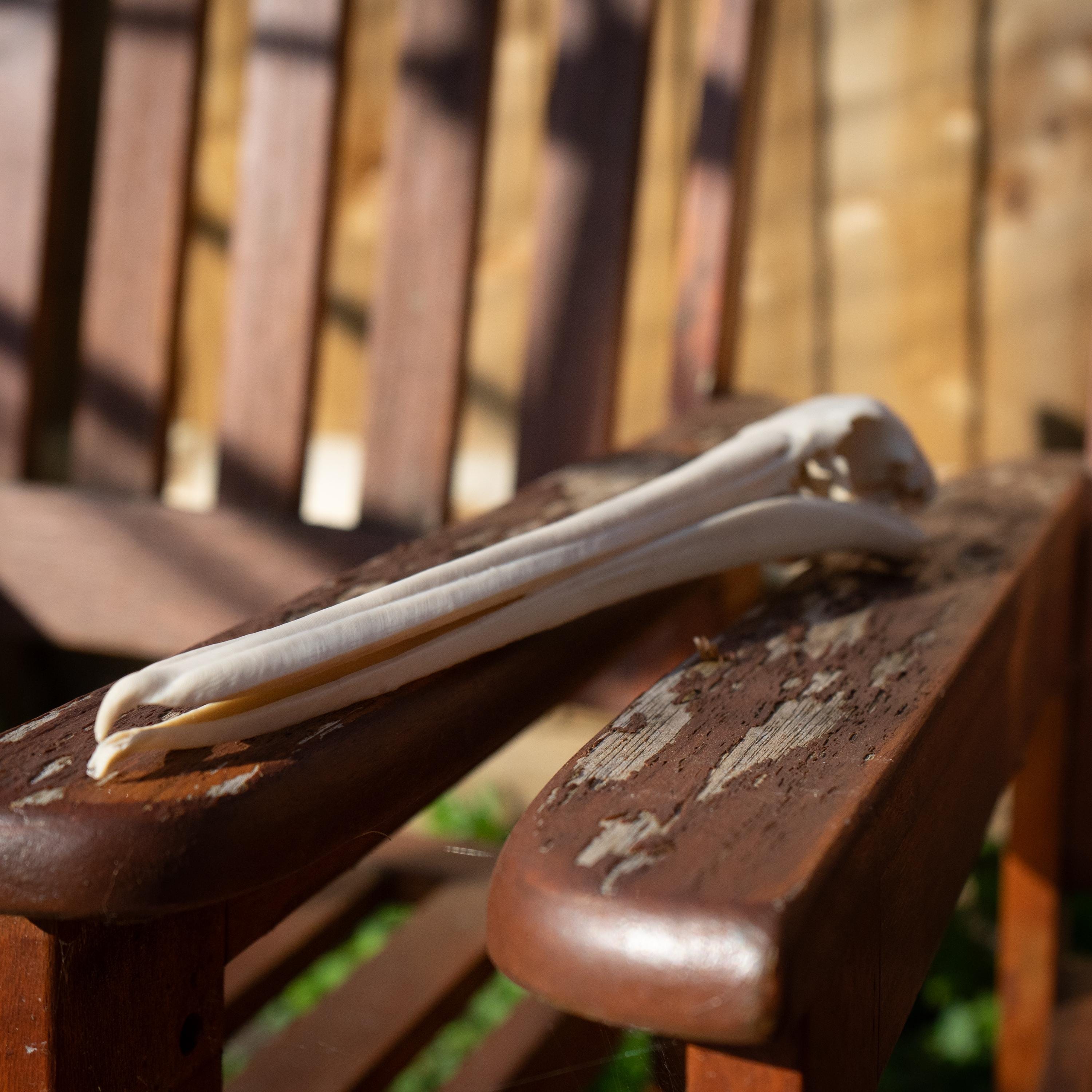 Pelican Skull - 3D Print