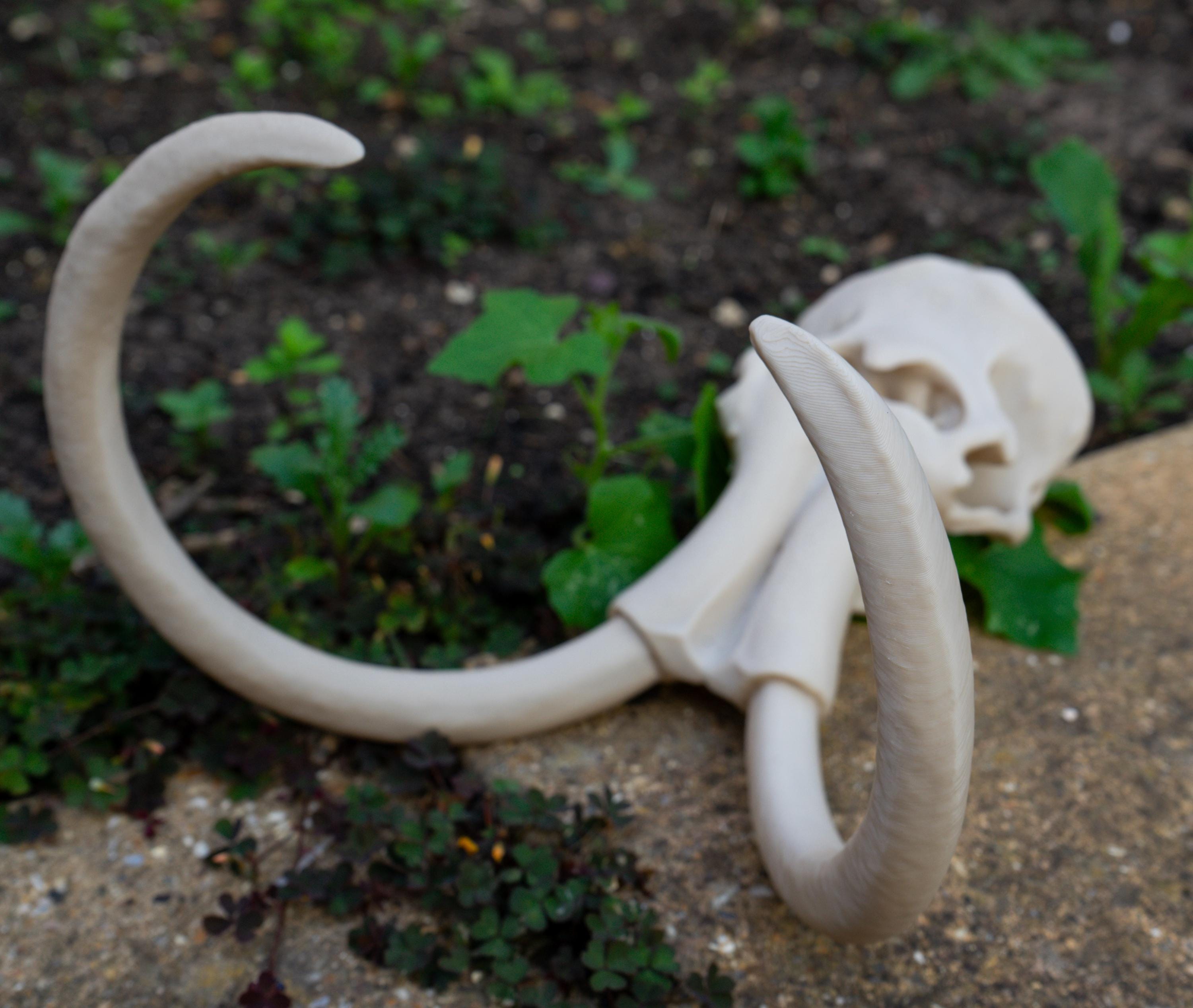 Scaled Down Woolly Mammoth Skull Replica – Realistic 3D Printed Bone Model