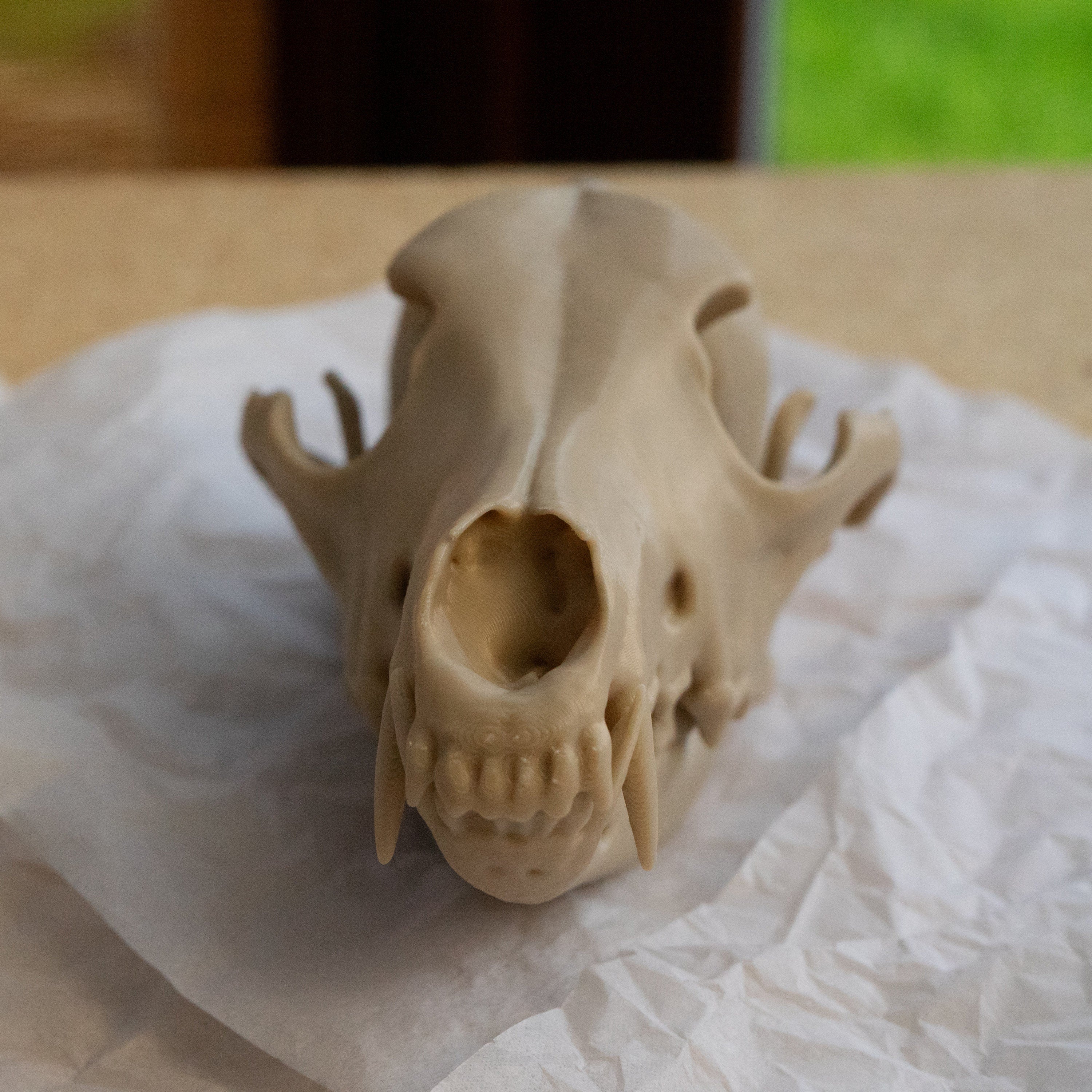 Coyote Skull - Life Size 3D Print