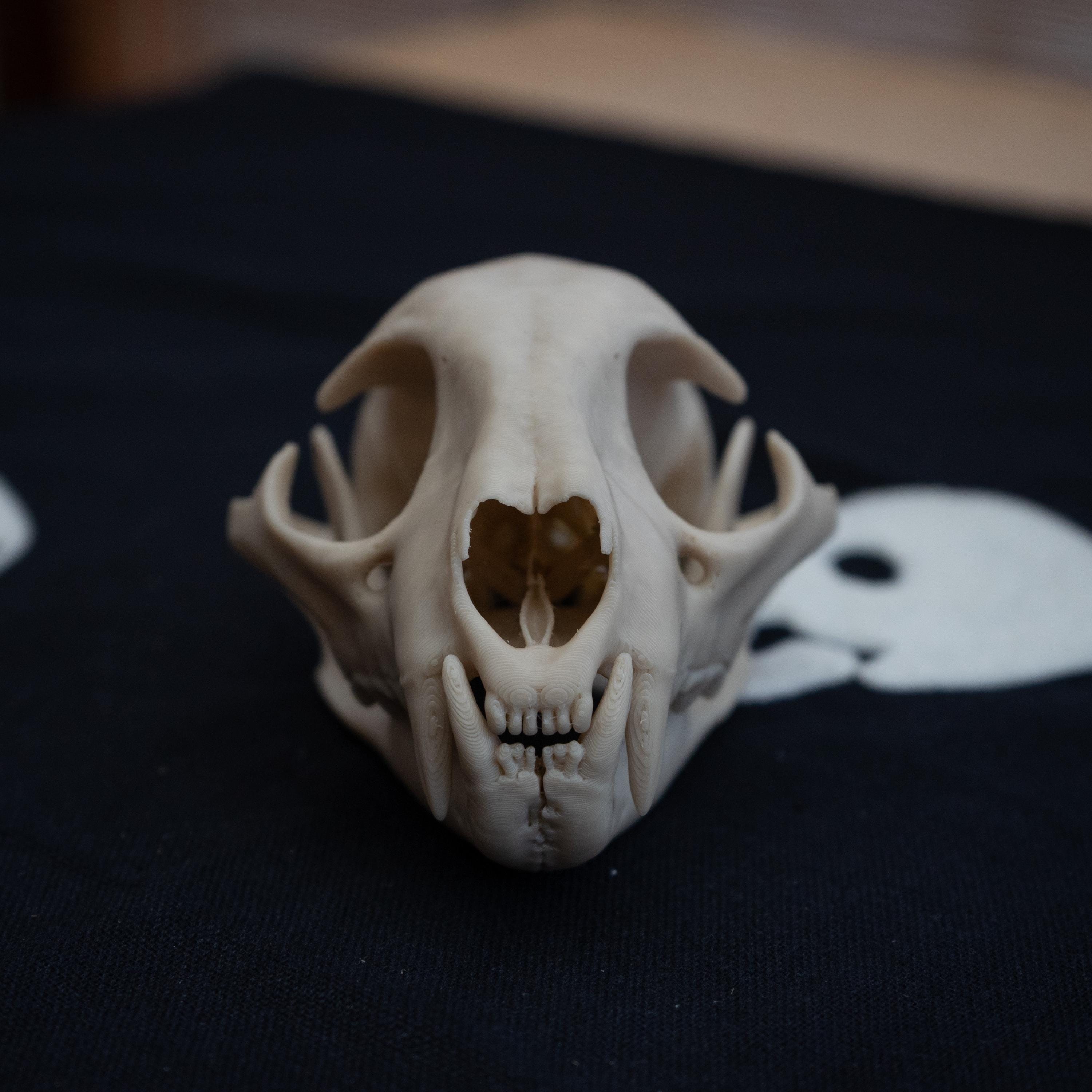 Bobcat Skull - Life Size 3D Print