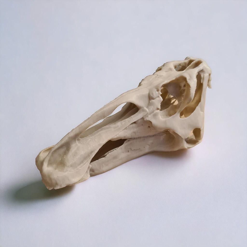 Edmontosaurus Dinosaur skull - 3D Print