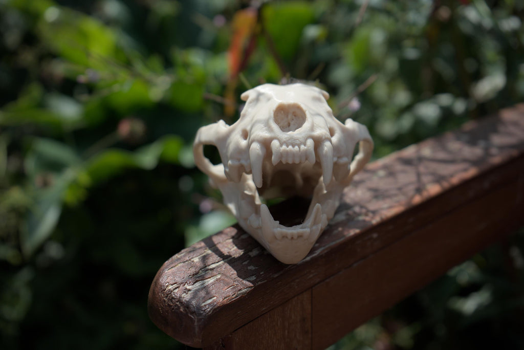 Life-Size Wolverine Skull Replica – Realistic 3D Printed Bone Model