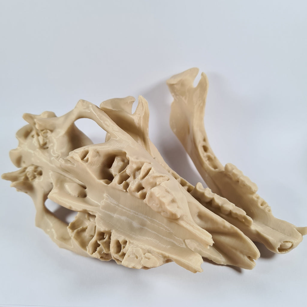 Rhinoceros Skull - 3D Print