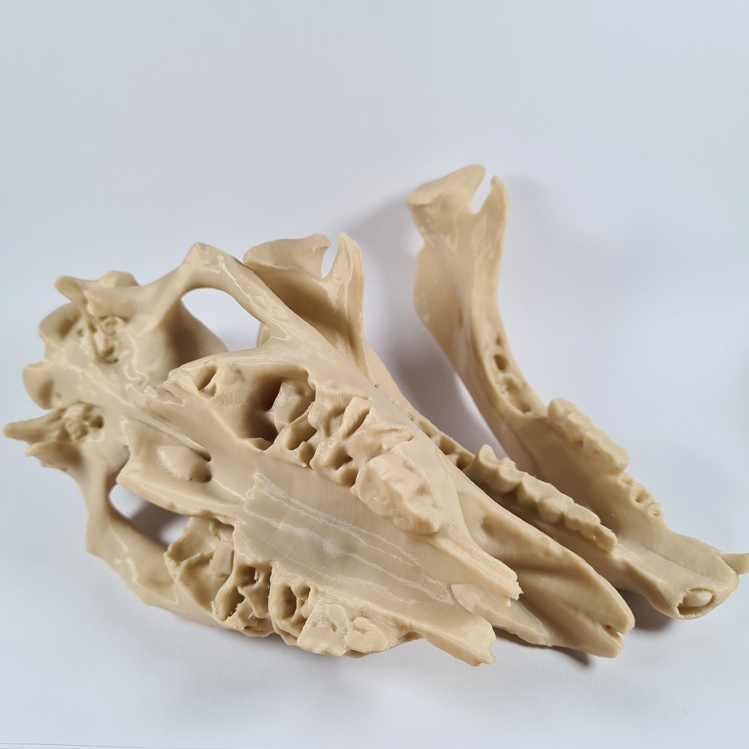 Rhinoceros Skull - 3D Print