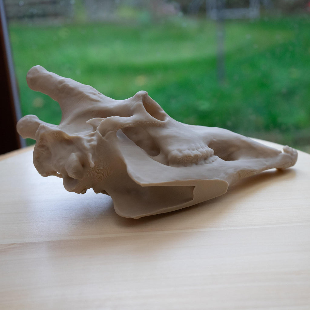 Scaled-Down Giraffe Skull Replica – Realistic 3D Printed Bone Model