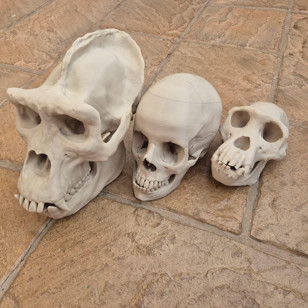 Hominids Skull Bundle - Life Size 3D Print (Human, Gorilla & Chimp)